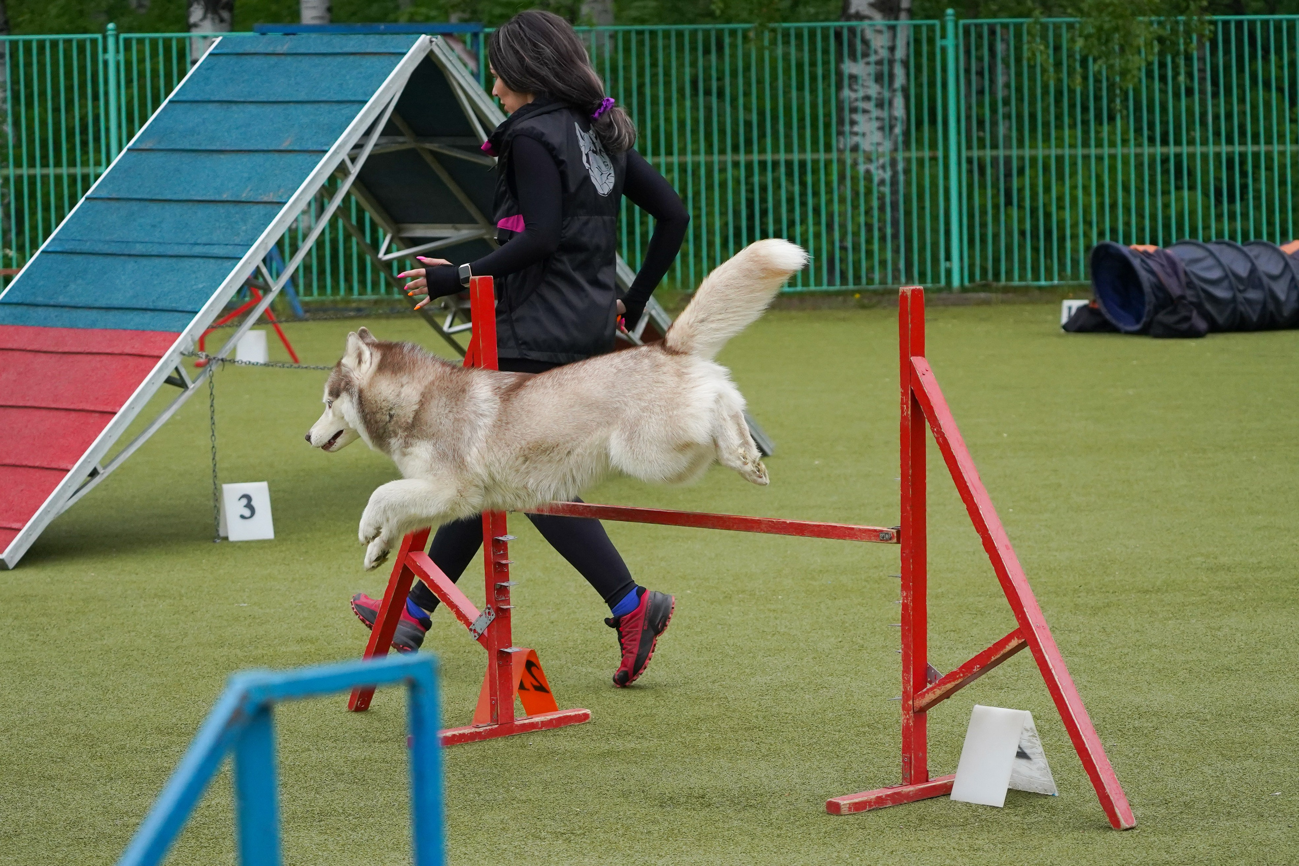 Аджилити 25.05.24, Санкт-Петербург. Фотограф-анималист Анастасия Большакова