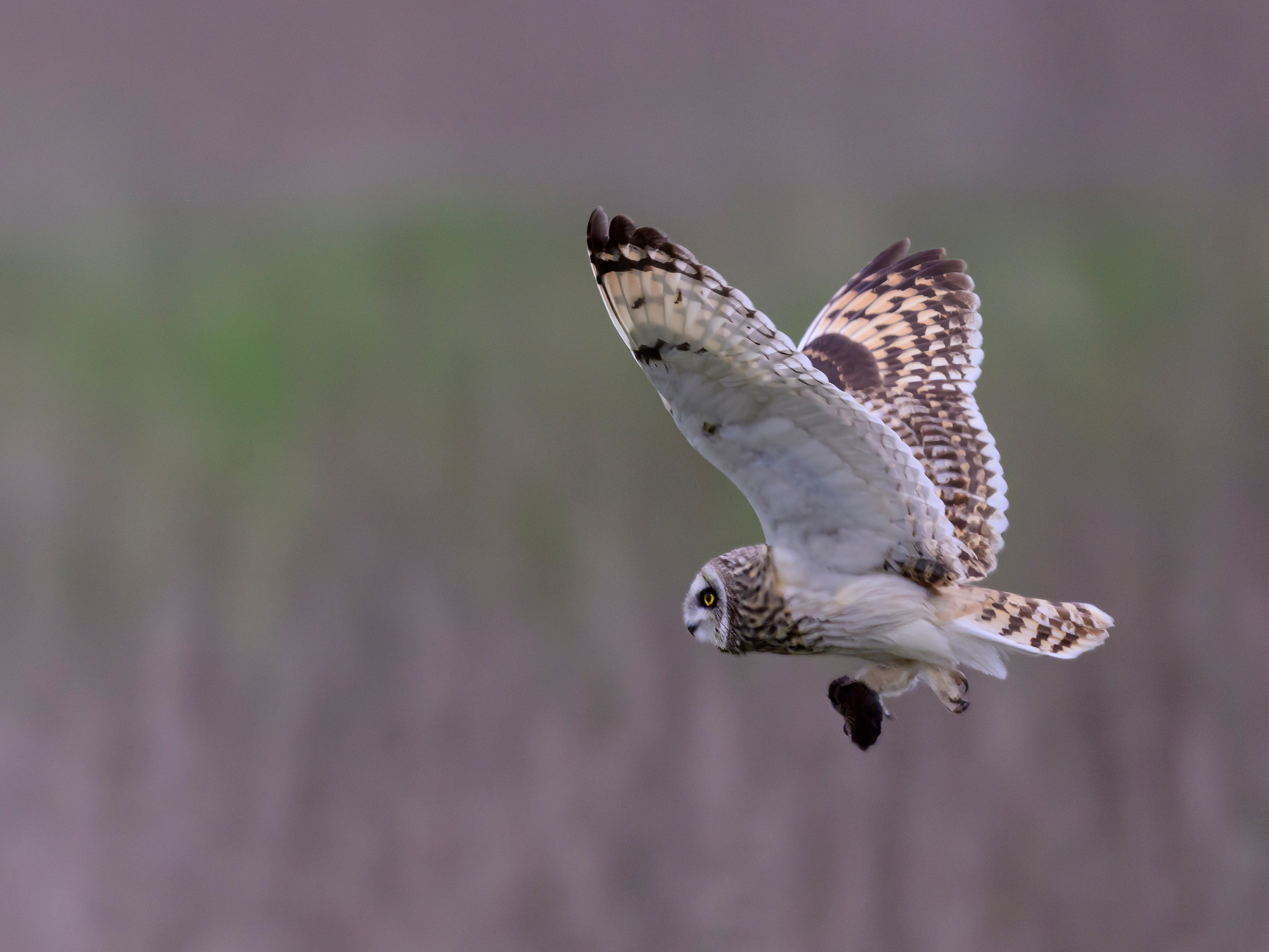 Завтрак совы. Wildlife photography by Sergey Puponin