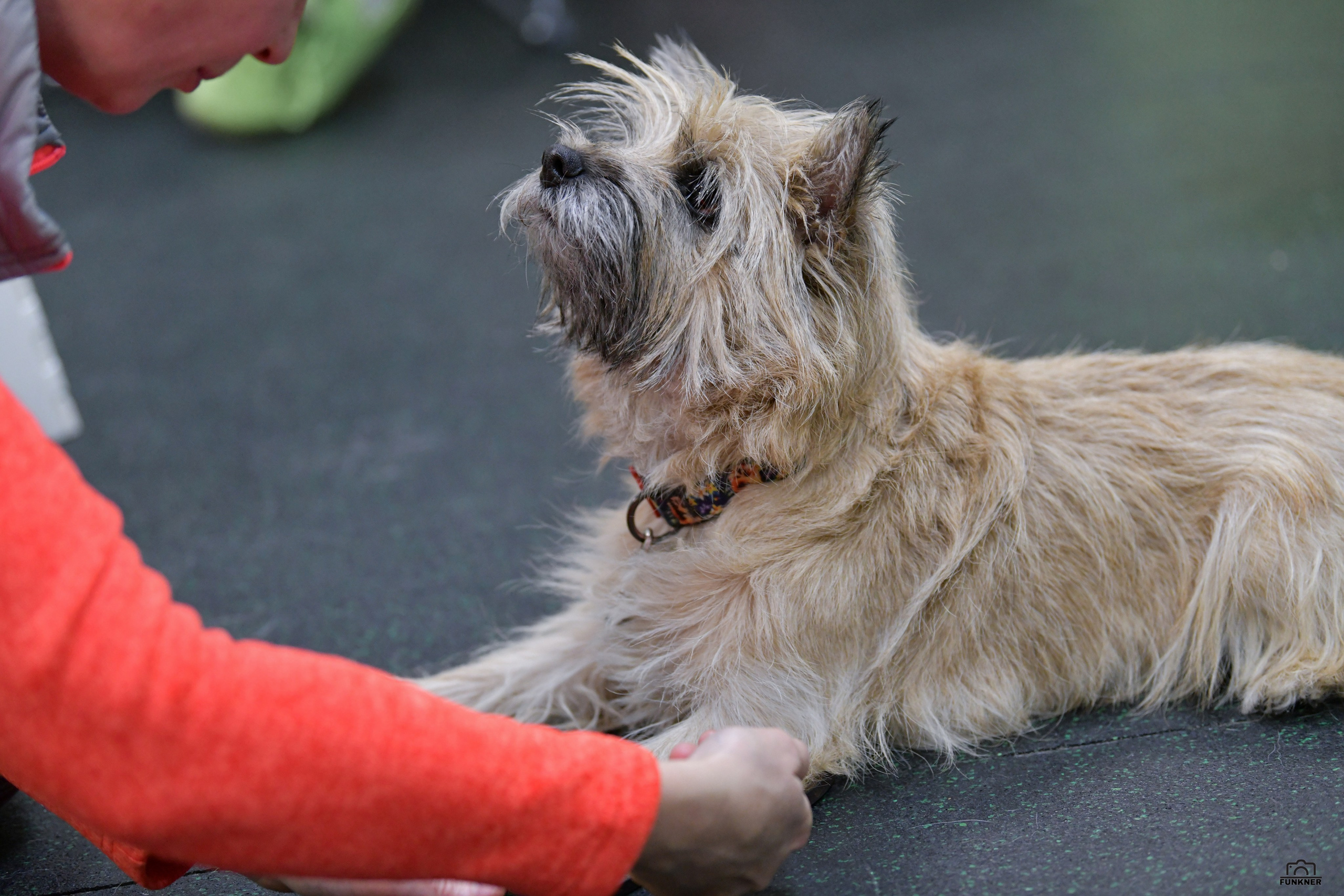 Кинологический клуб «Бодрый хвост». Свой взгляд через объектив