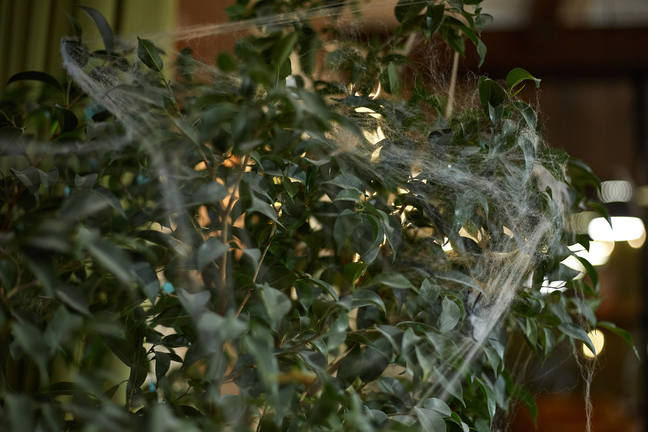 2023-10-20. Risan. Kolokol