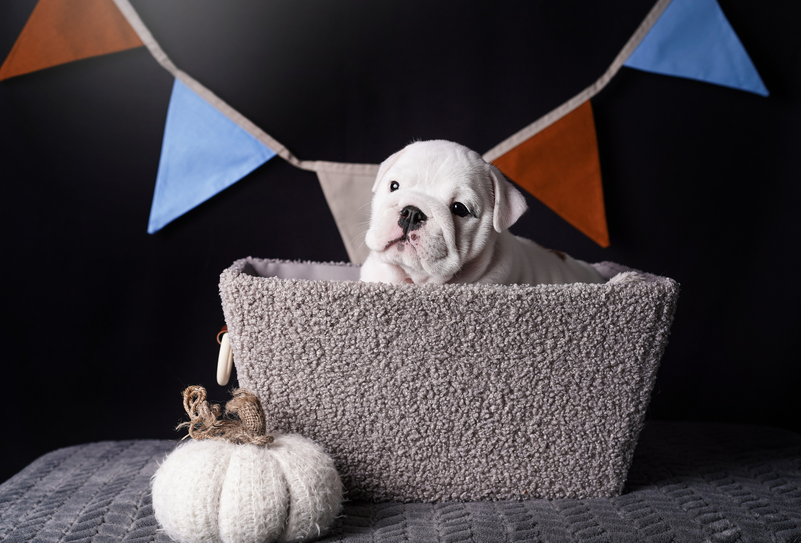 Щенки бульдога. Фотограф-анималист в Санкт-Петербурге Яна Мартынова