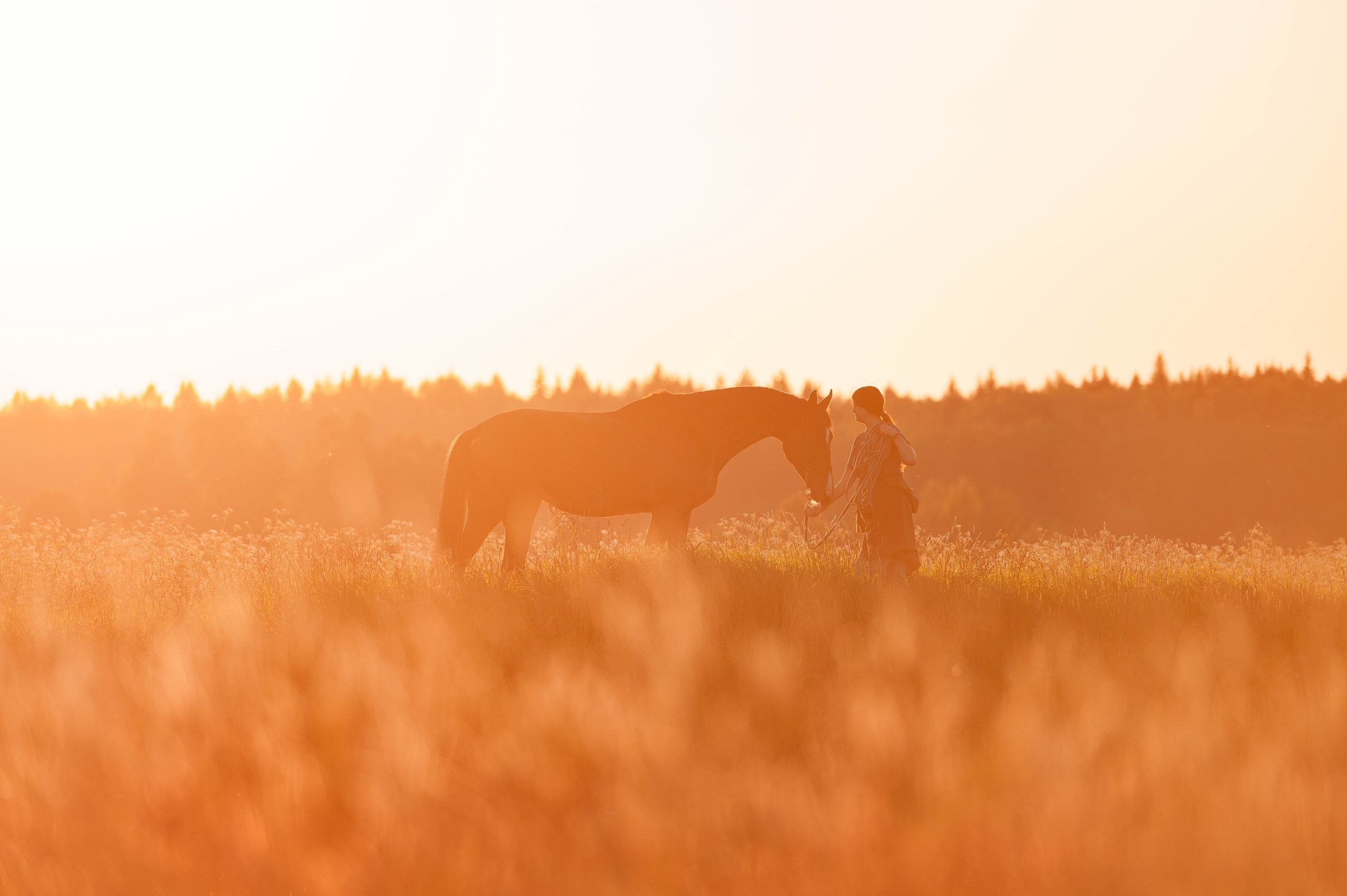 Ивори в закатных полях. Фотограф-анималист