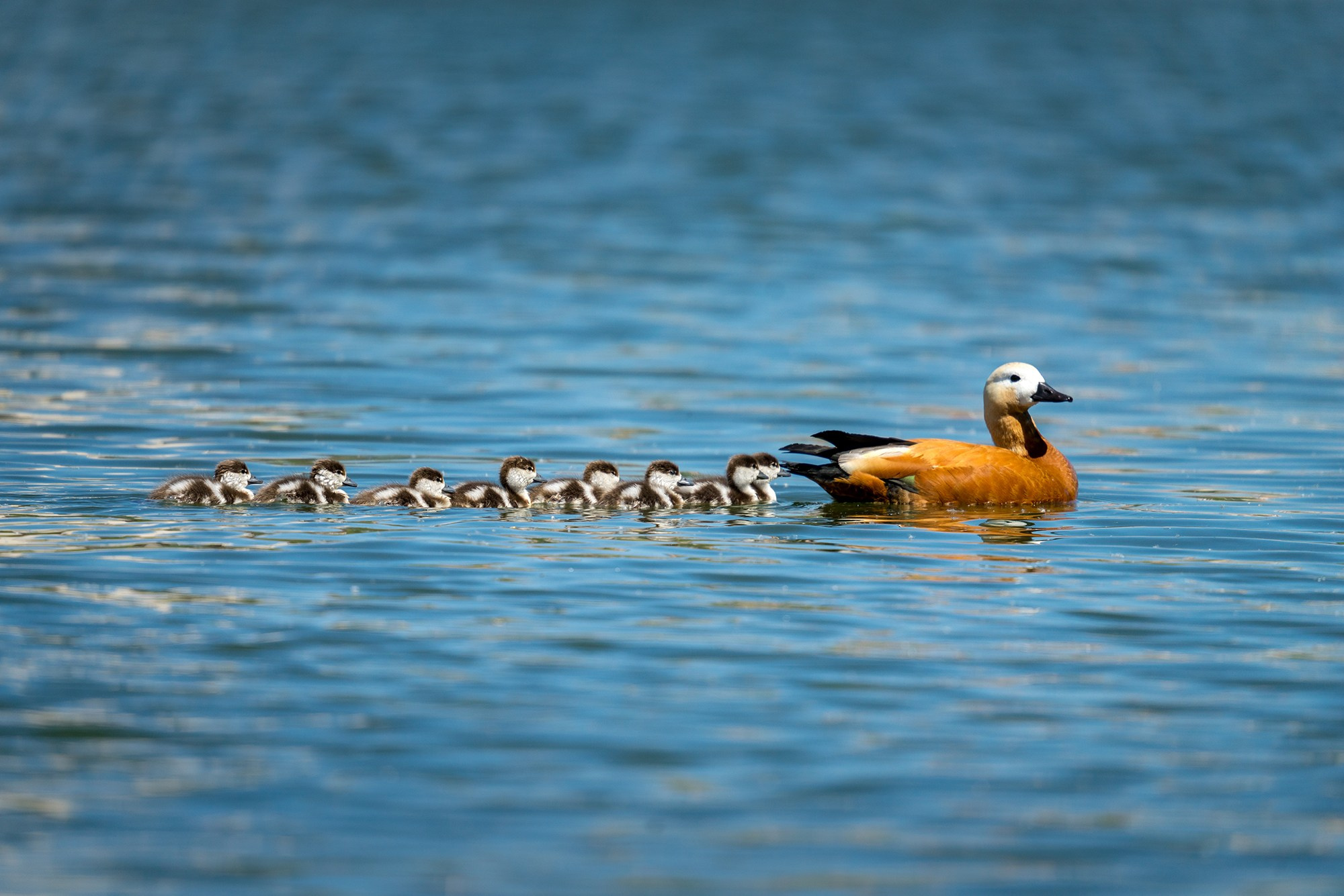 Удивительные мир птиц. Вокруг нас столько прекрасного — присмотритесь!. Ваш личный фотограф Марина Волкова
