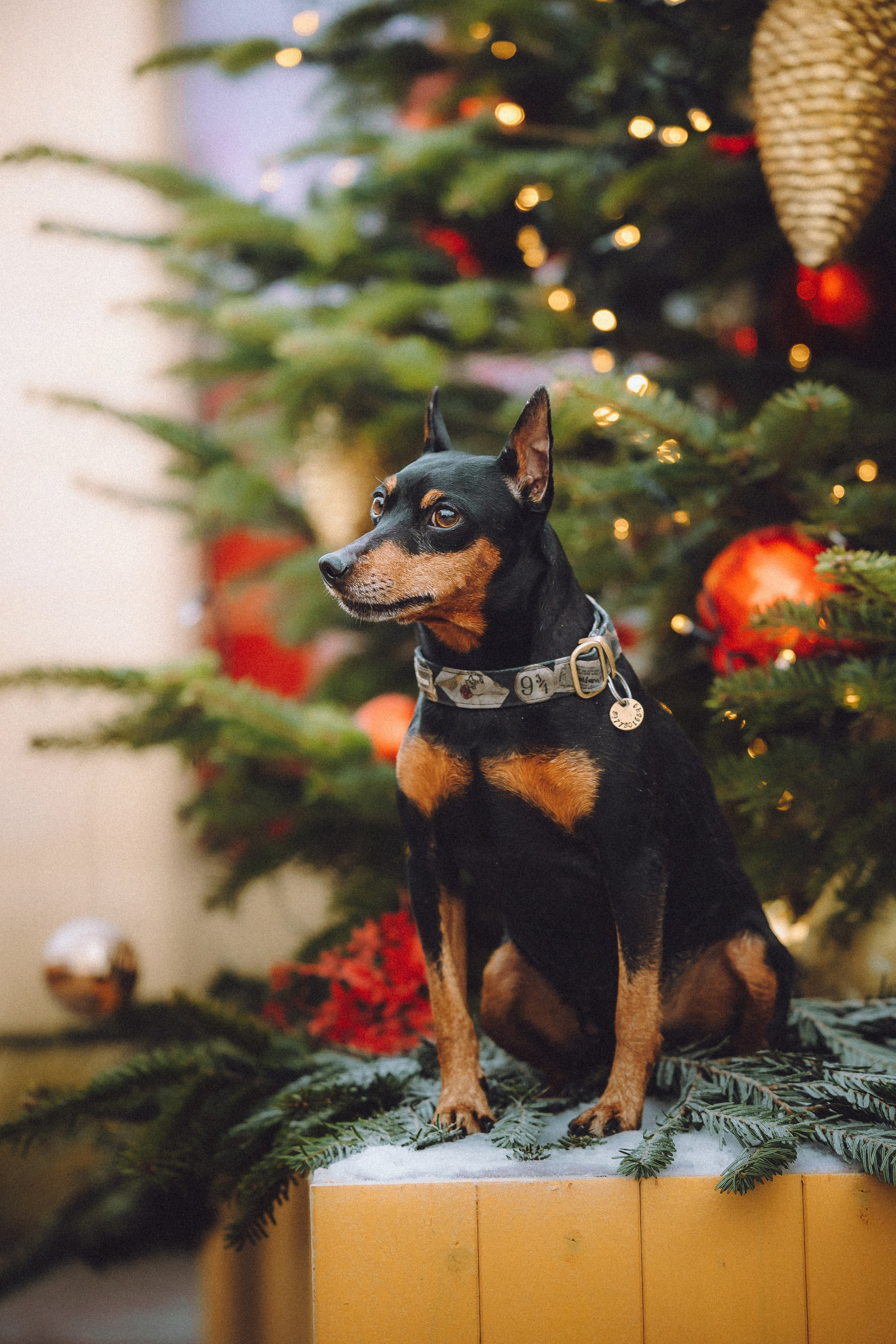 Топик и его семья