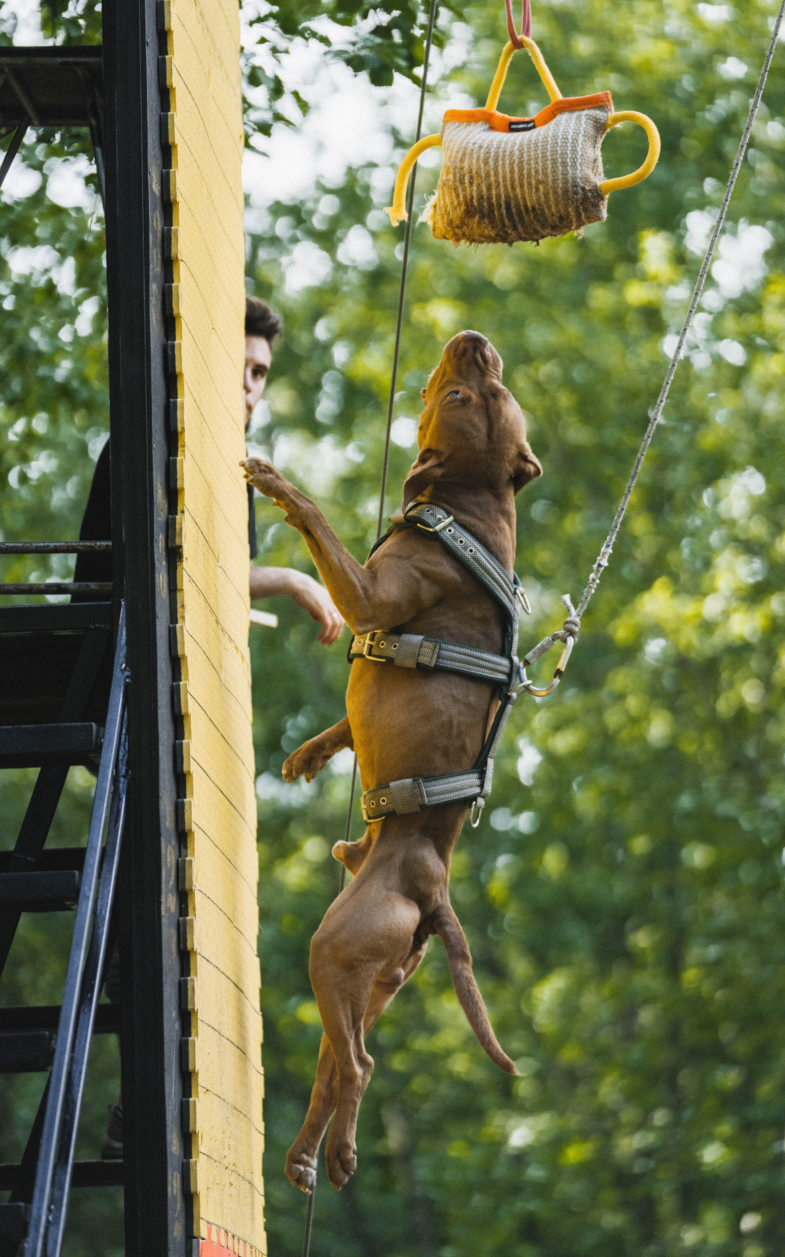 Питстафф-многоборье. Фотограф для людей и их питомцев Вика Шальнева