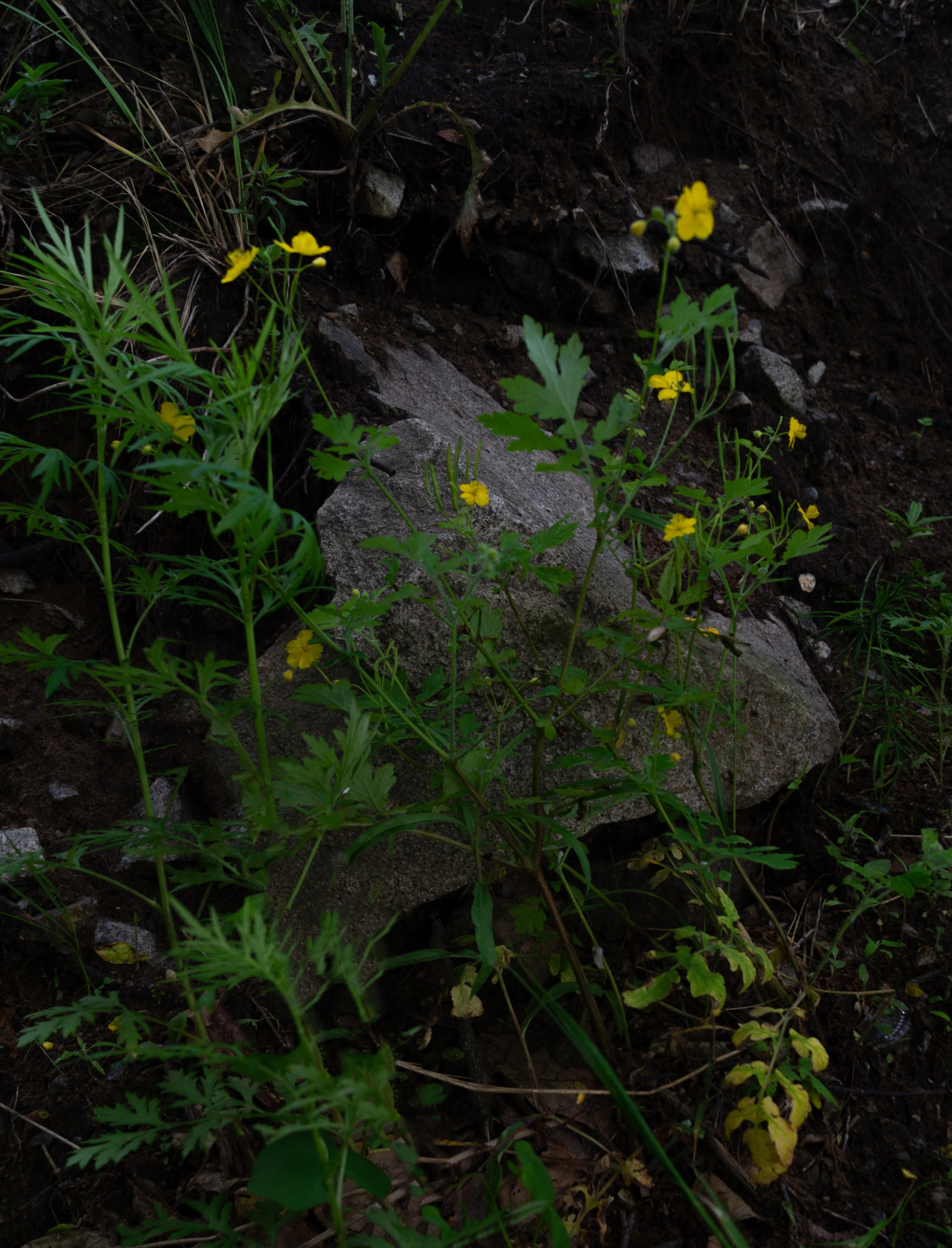 дачи, город, архитектура, стрит, репортажная фотография, фотография, Хабаровск, фотосессия, фотограф, дом, новостройка, улицы, жизнь города, town, art, photo, photographer, photo, Khabarovsk, Far East, street photo, природа, Дальний Восток, тайга, цветы, закат, небо, облака, nature, clouds, forest, flower, sunset