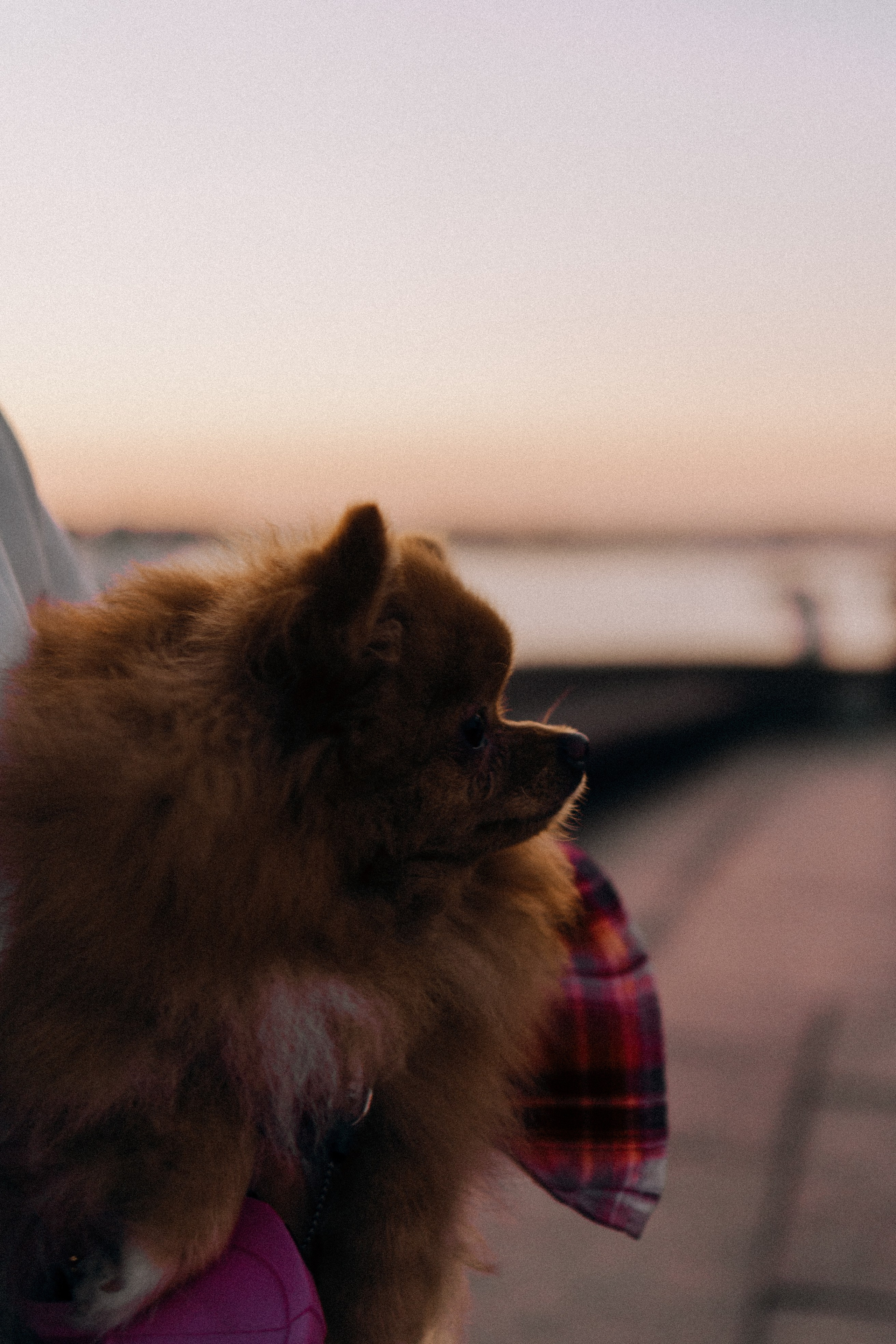 РАССВЕТНАЯ ИСТОРИЯ. Профессиональный фотограф, Санкт-Петербург — Виктория Богомолова