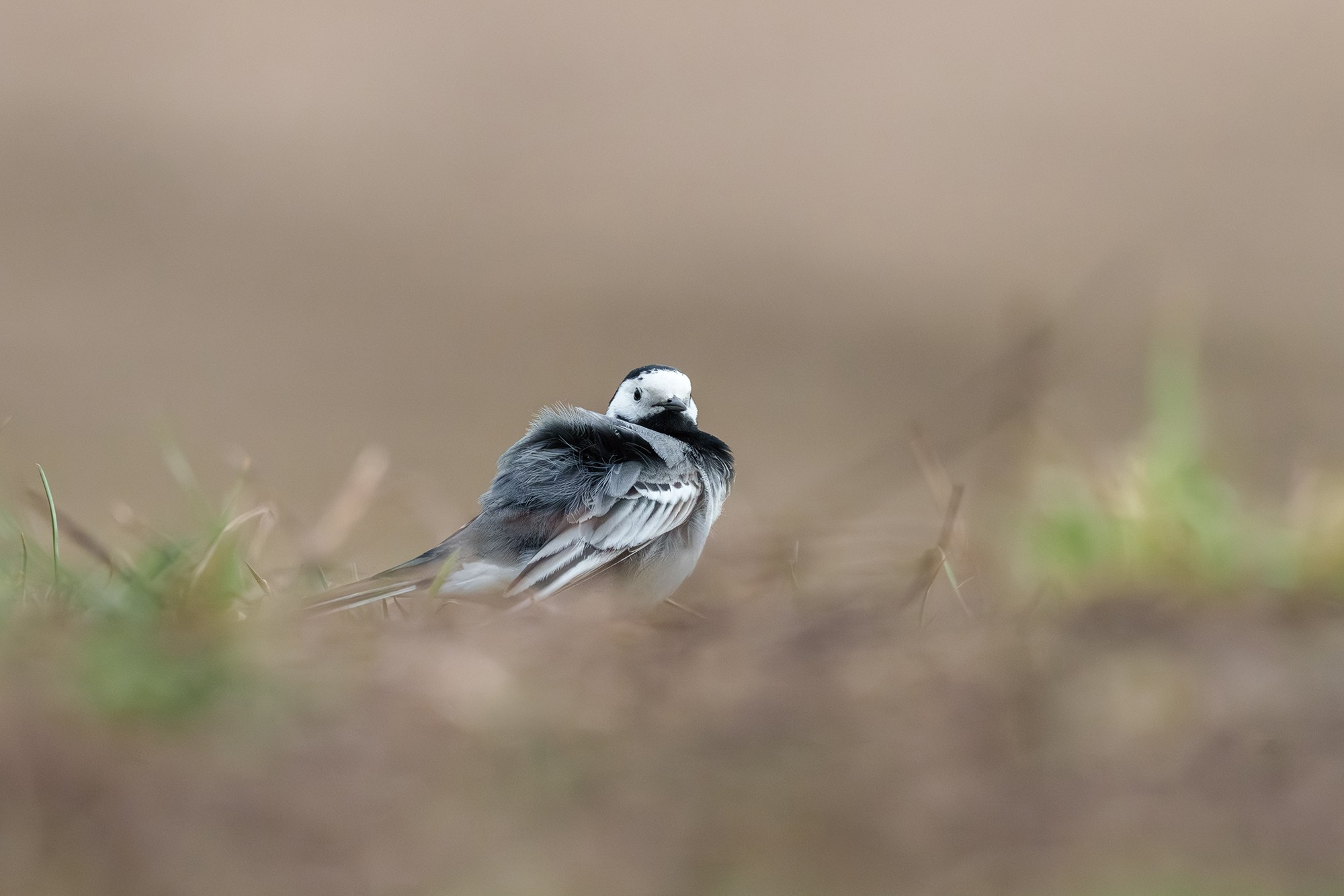 Удивительные мир птиц. Вокруг нас столько прекрасного — присмотритесь!. Ваш личный фотограф Марина Волкова