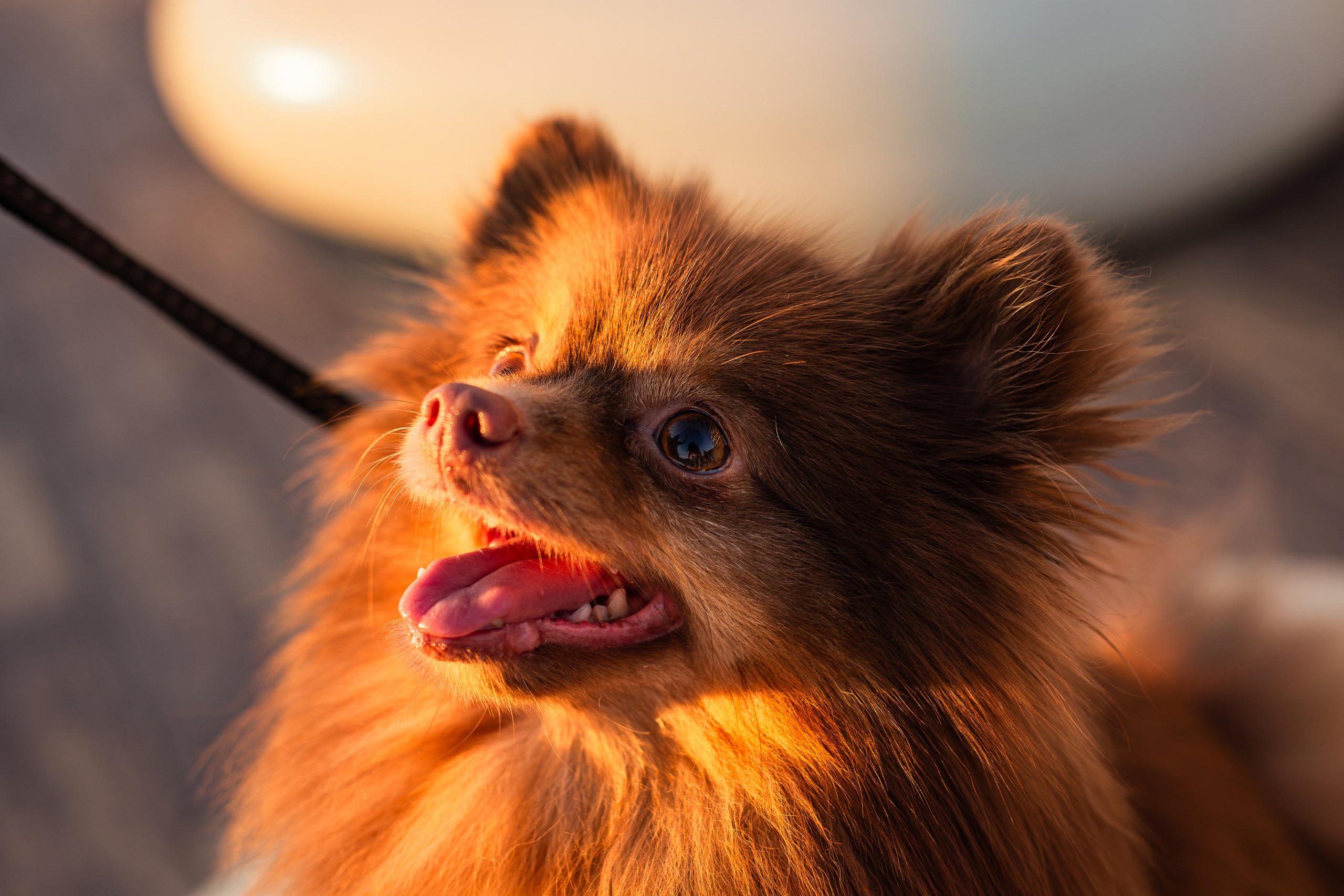 Настя и Жульен. Фотограф-анималист Мария Баркевич | Москва