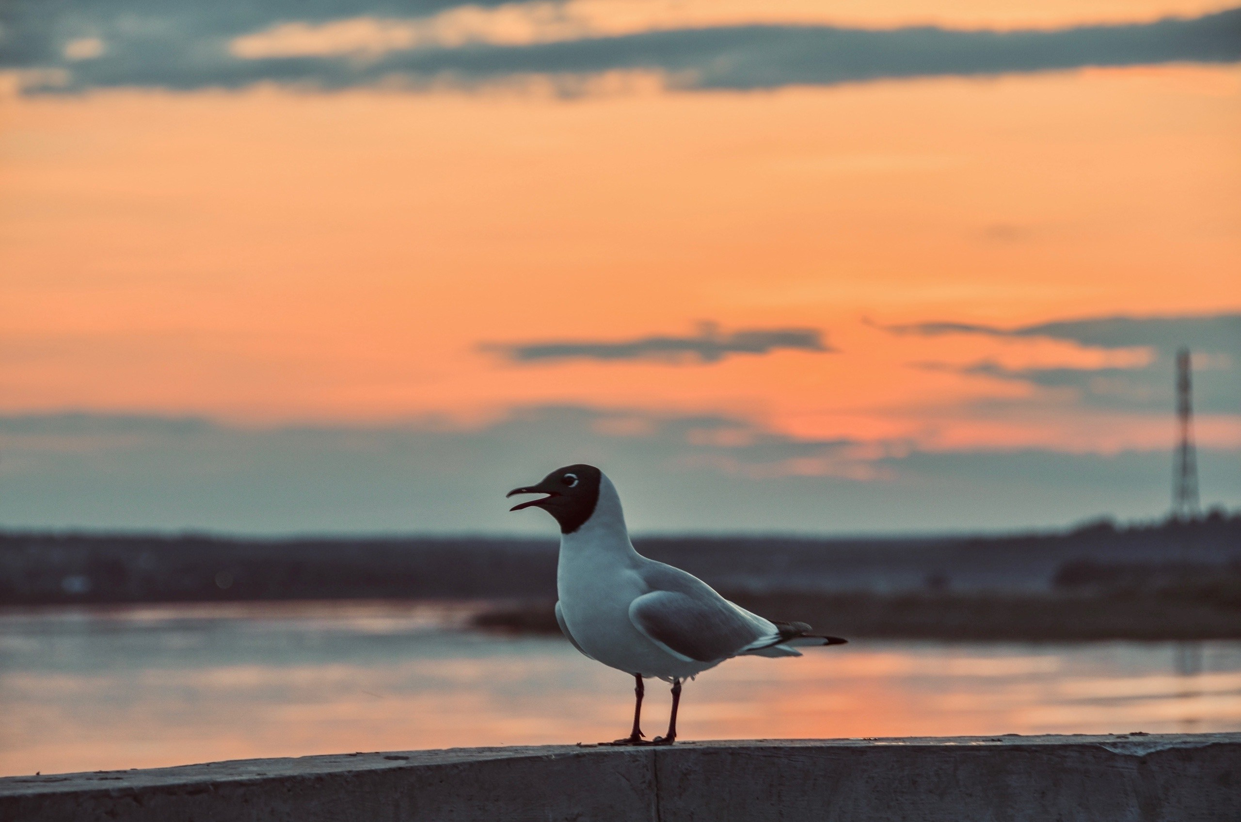 Animals. Фотограф/Видеограф