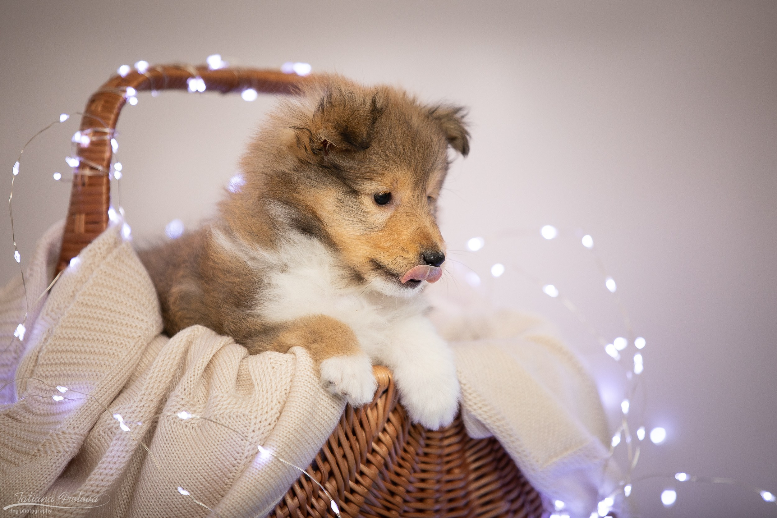 Съёмка щенков дома. Фотограф-анималист в Москве и Московской области Татьяна Фролова