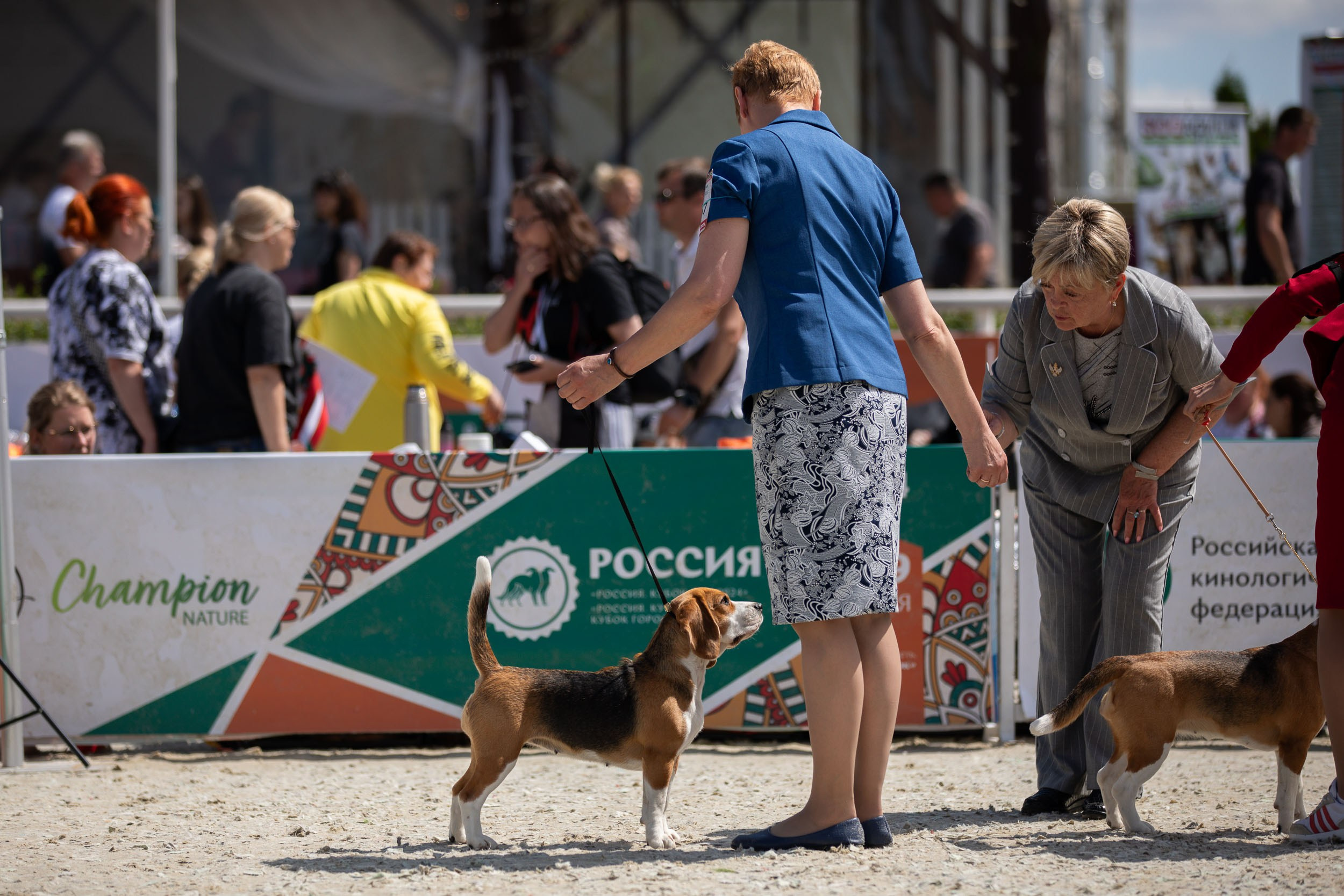 Репортаж с выставки Россия. Фотограф-анималист в Москве и Московской области Татьяна Фролова