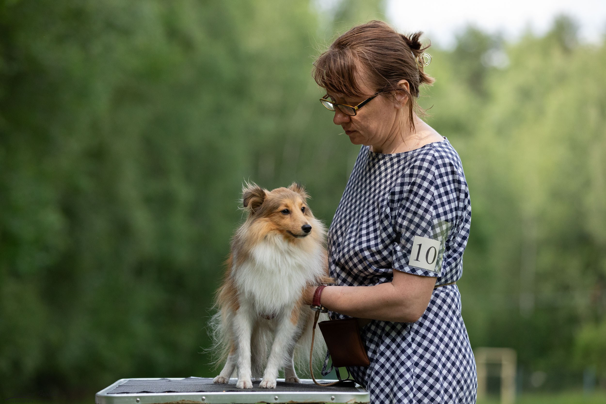 Репортаж с выводки молодняка колли/шелти в Ясенево. Фотограф-анималист в Москве и Московской области Татьяна Фролова