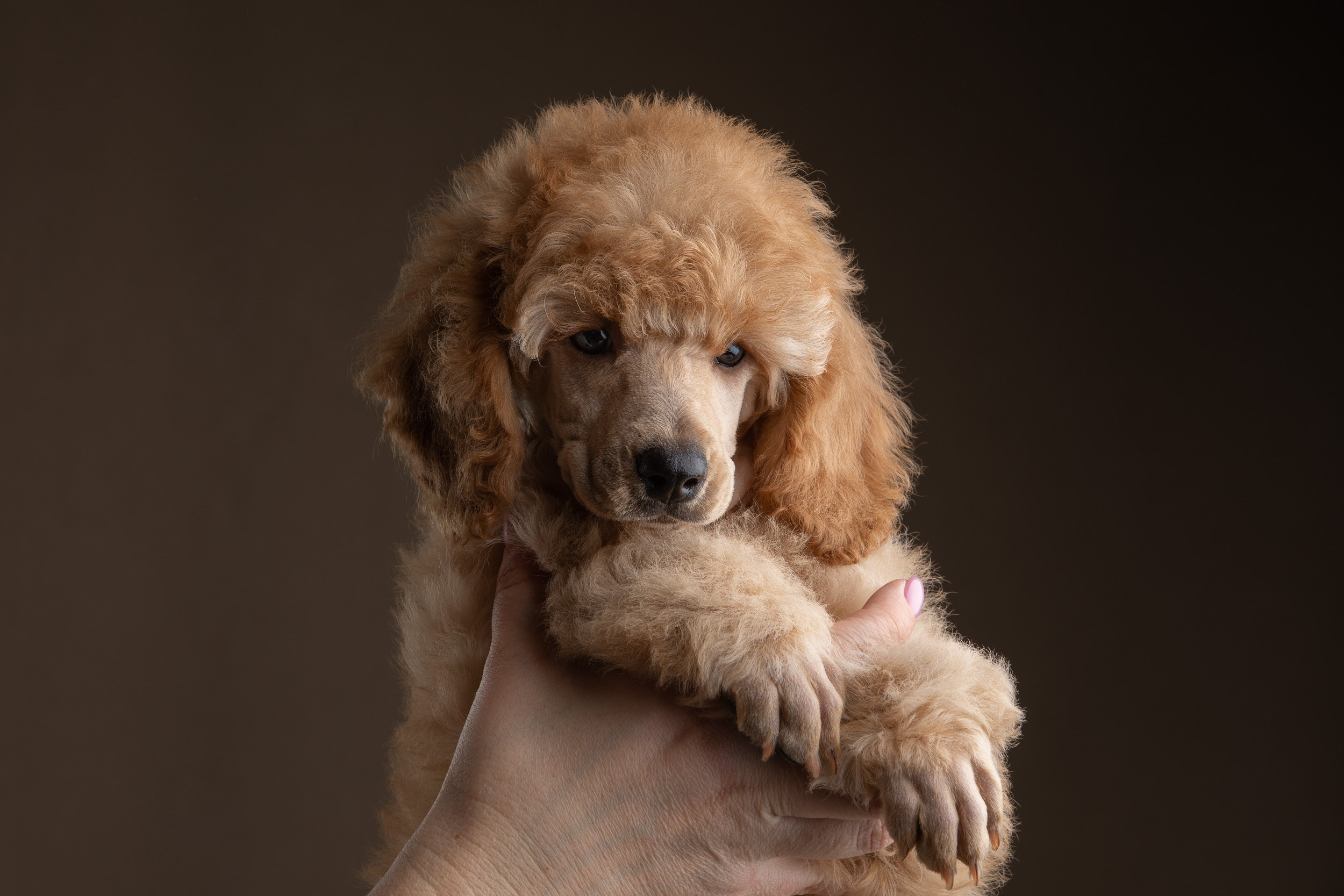 Фотосессия для щенков пуделя с выездом в Щербинку. Фотограф-анималист в Москве и Московской области Татьяна Фролова