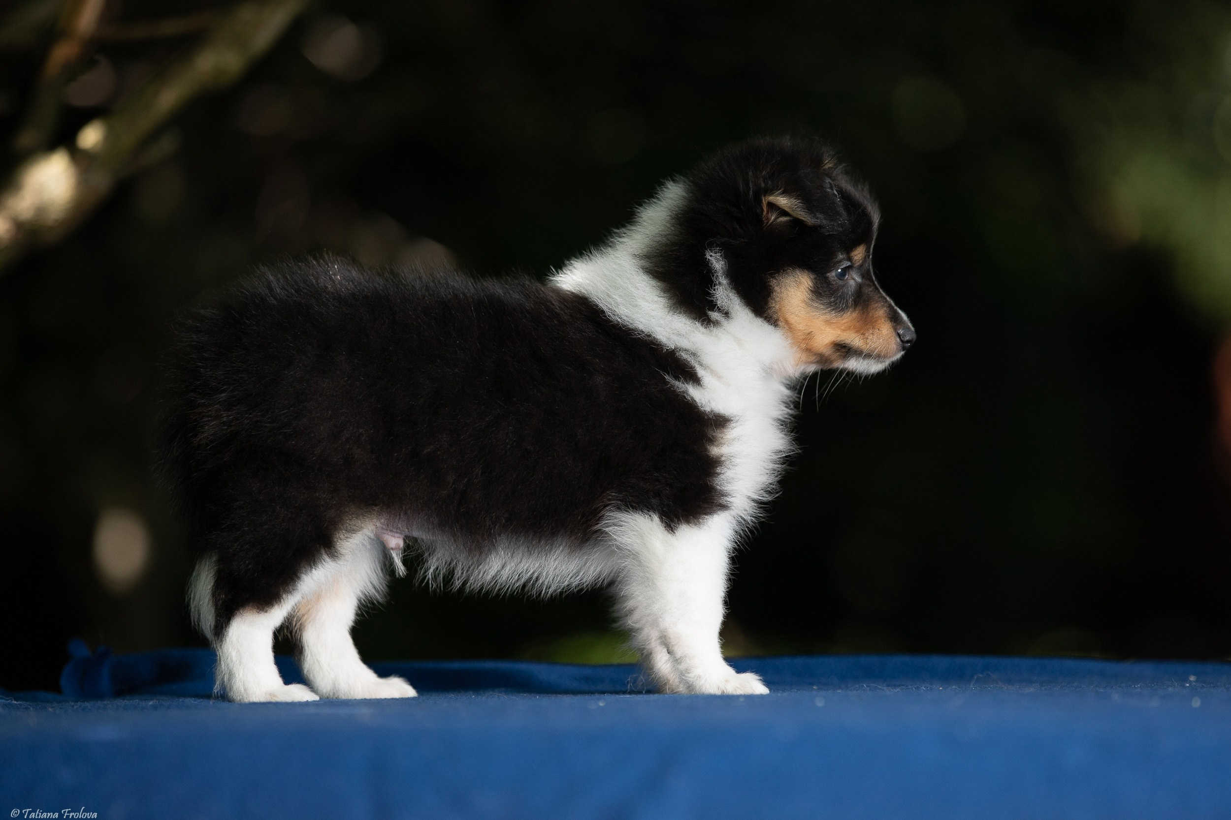 Фото помета щенков для продажи. Фотограф-анималист в Москве и Московской области Татьяна Фролова