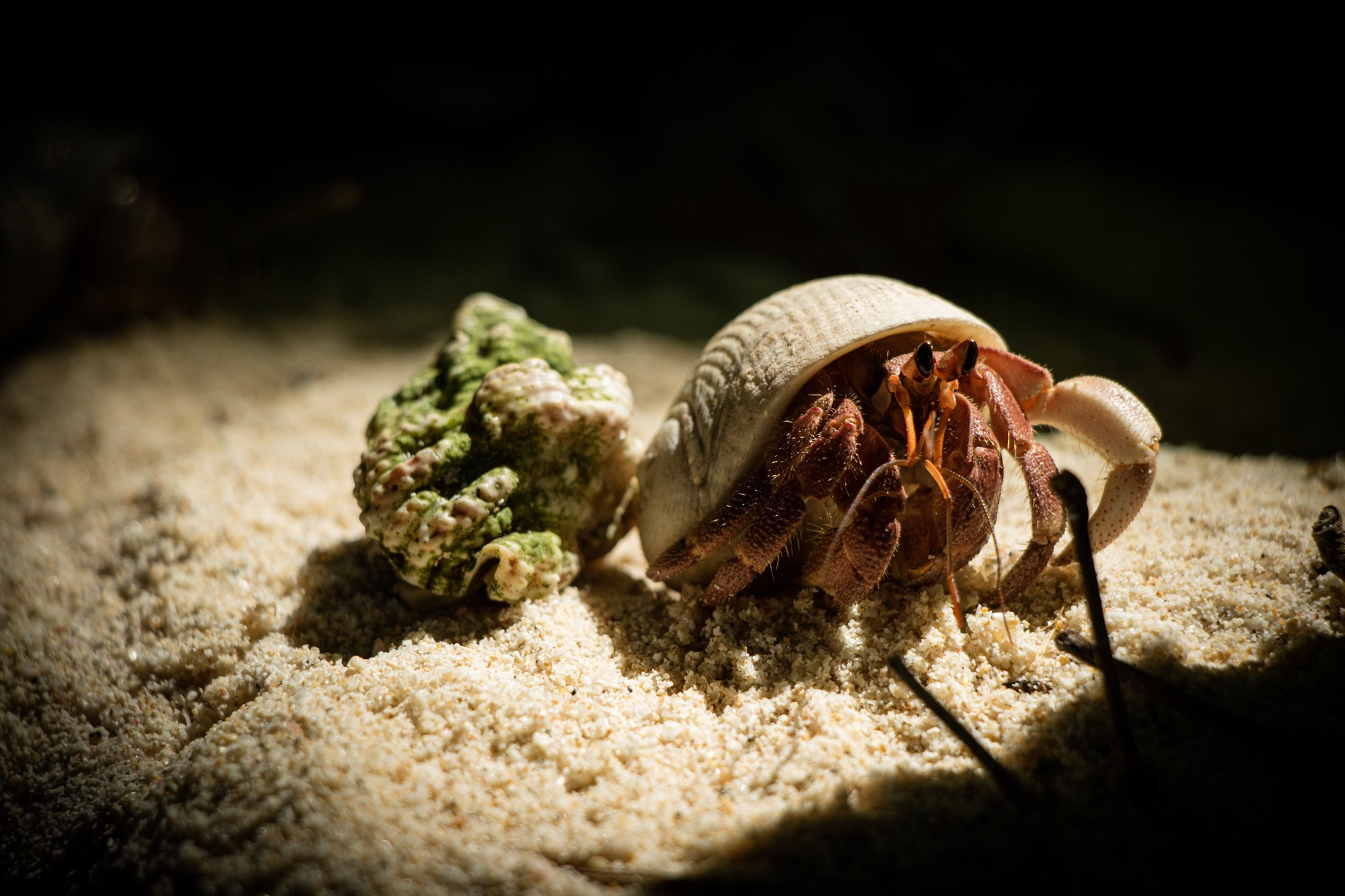 Макро. Фотограф Василий Буланов