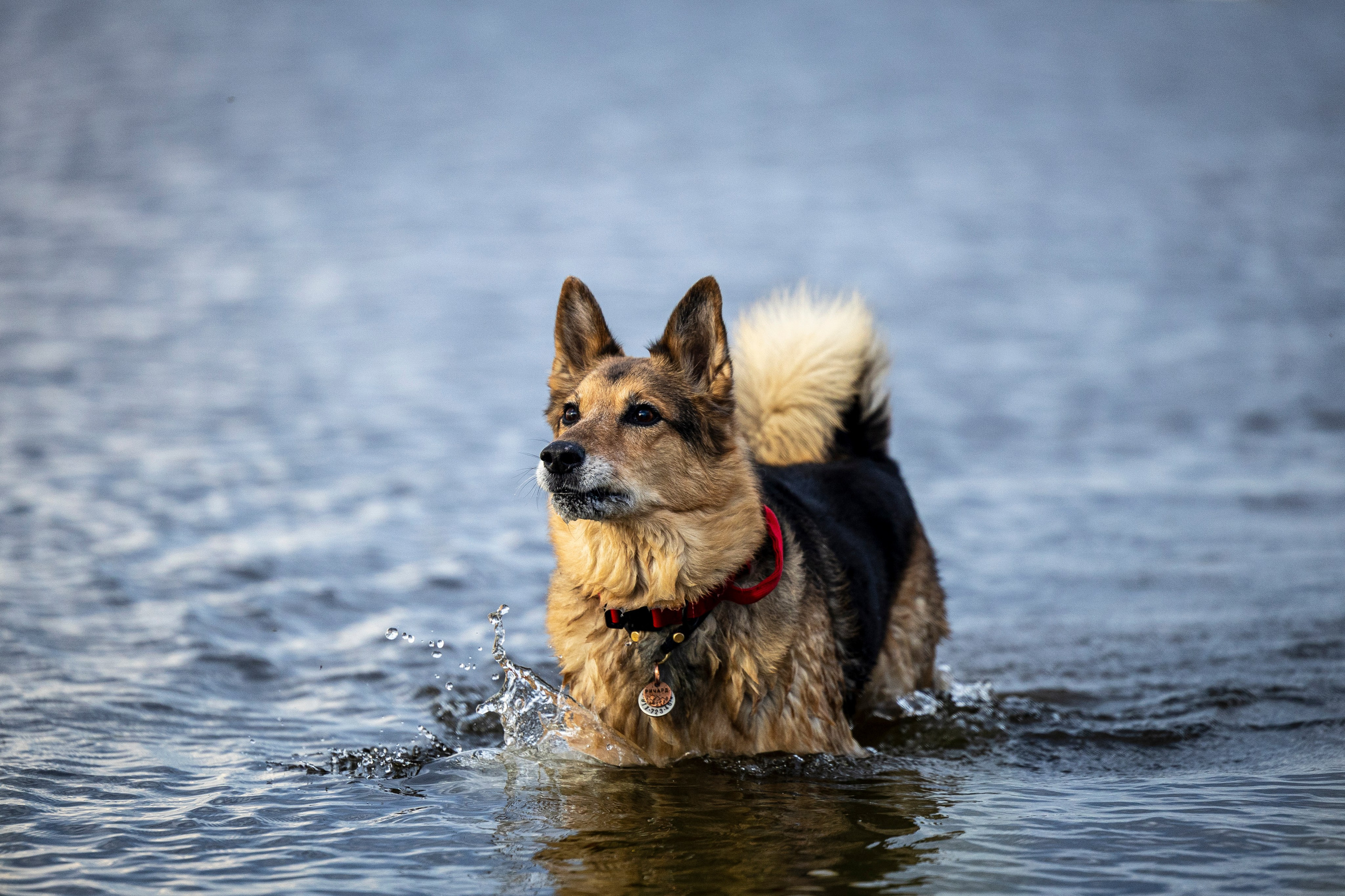 Ричард залив. Фотограф-анималист Анна Маринич