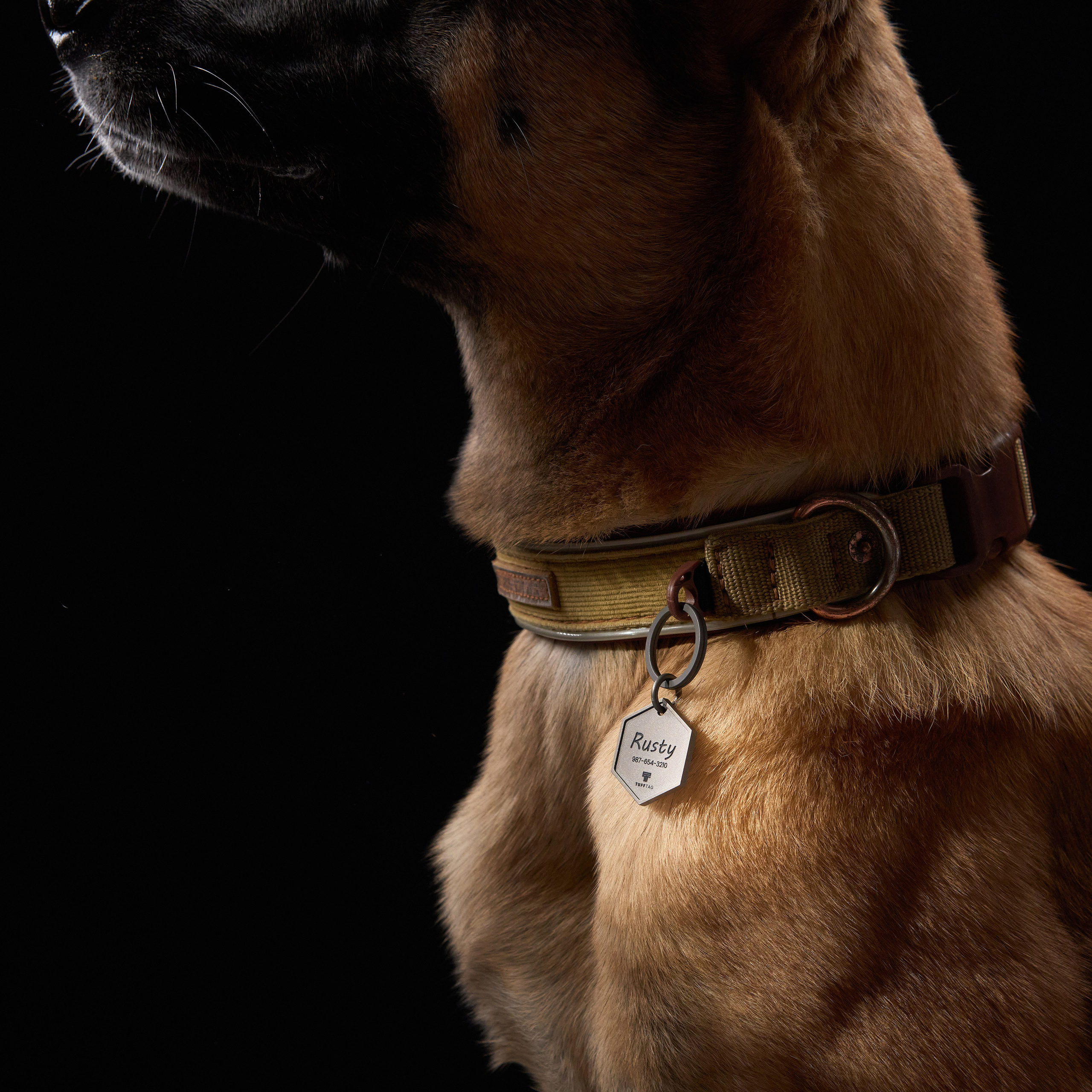 Advertising shooting with animals. Pets in advertising. Dog photographer Averianova Anna — Art photography of dogs