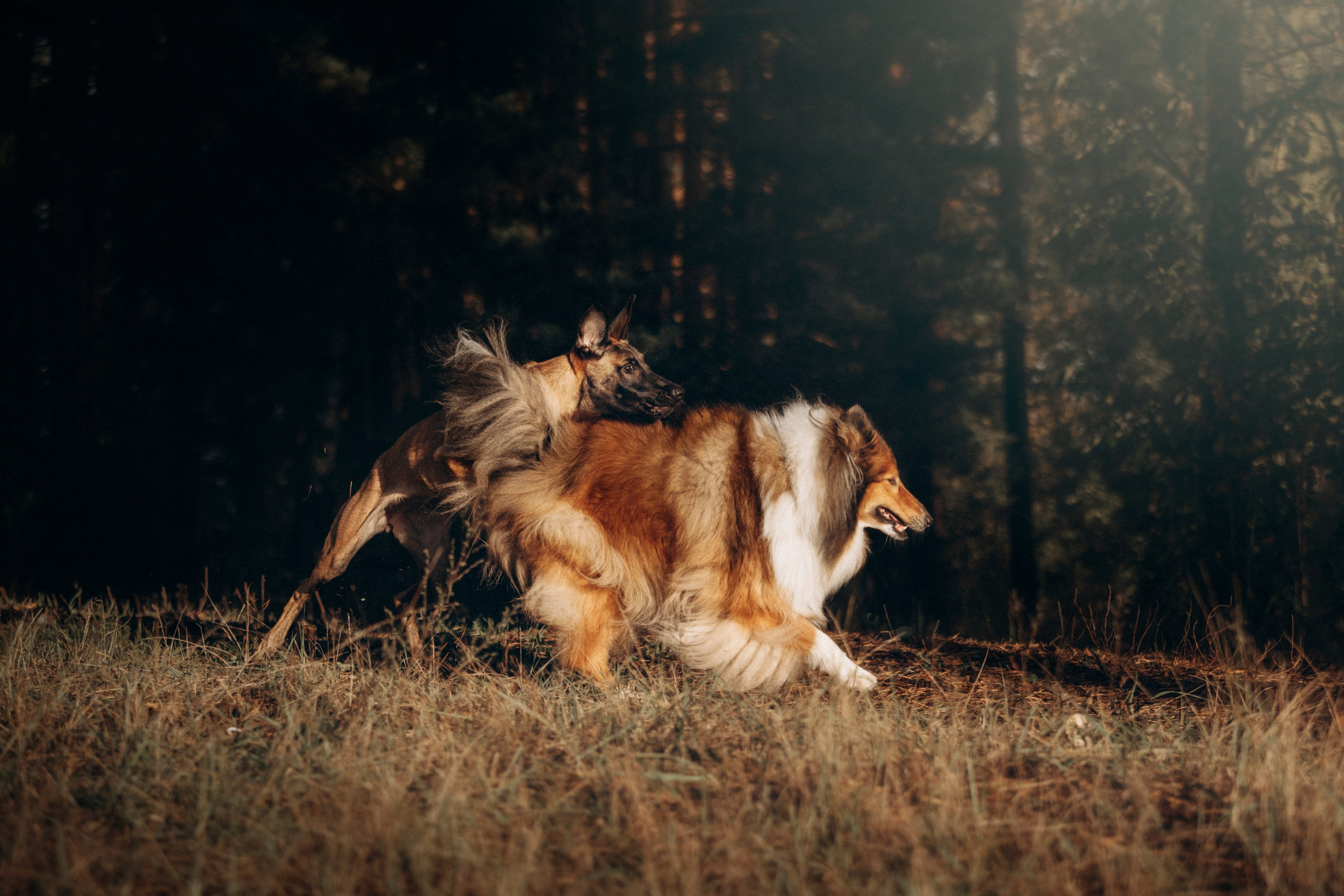 Трисс, Эста, Яся и их семья. Фотограф — Анималист | Санкт-Петербург