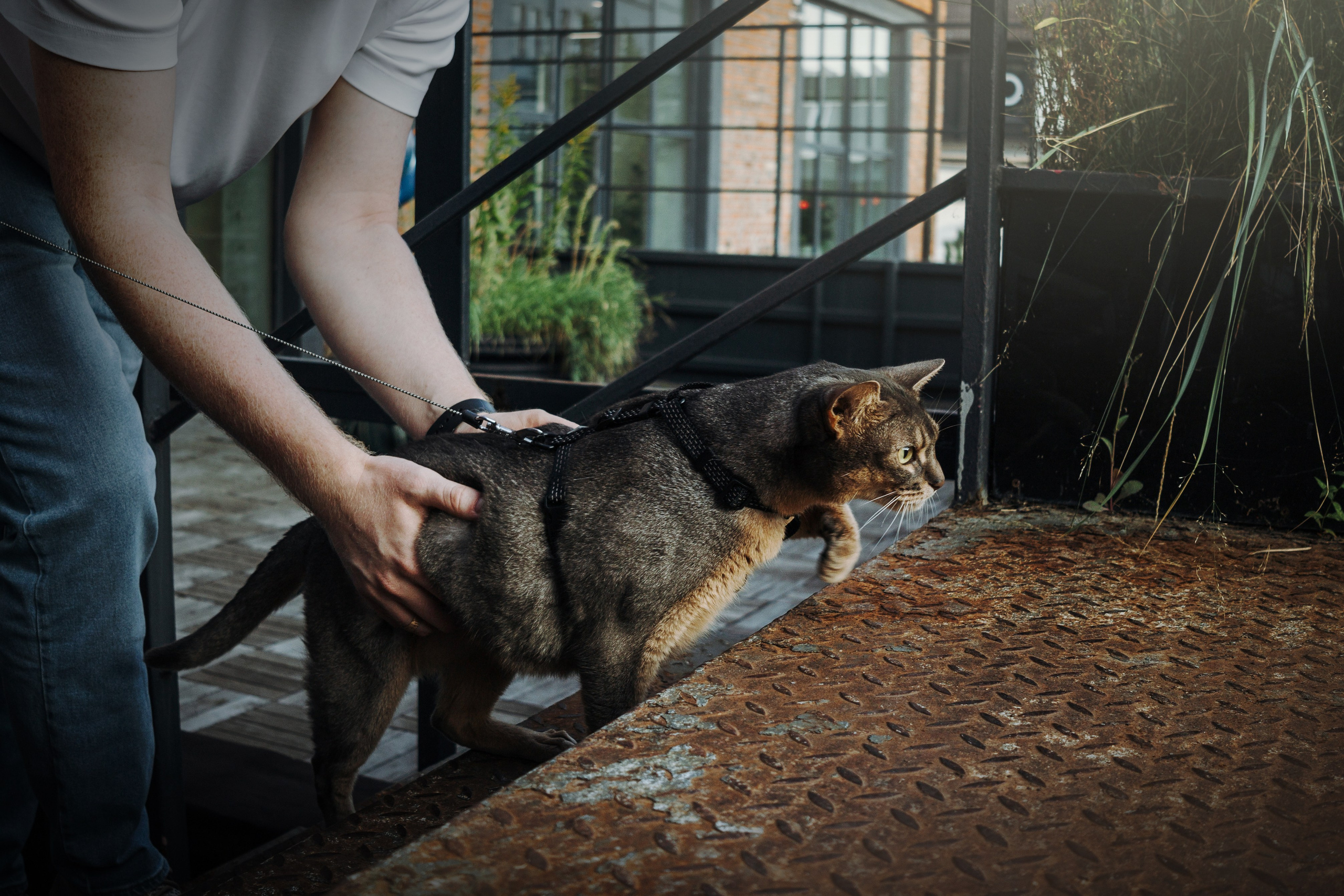 Циско и его семья. Фотограф — Анималист | Санкт-Петербург