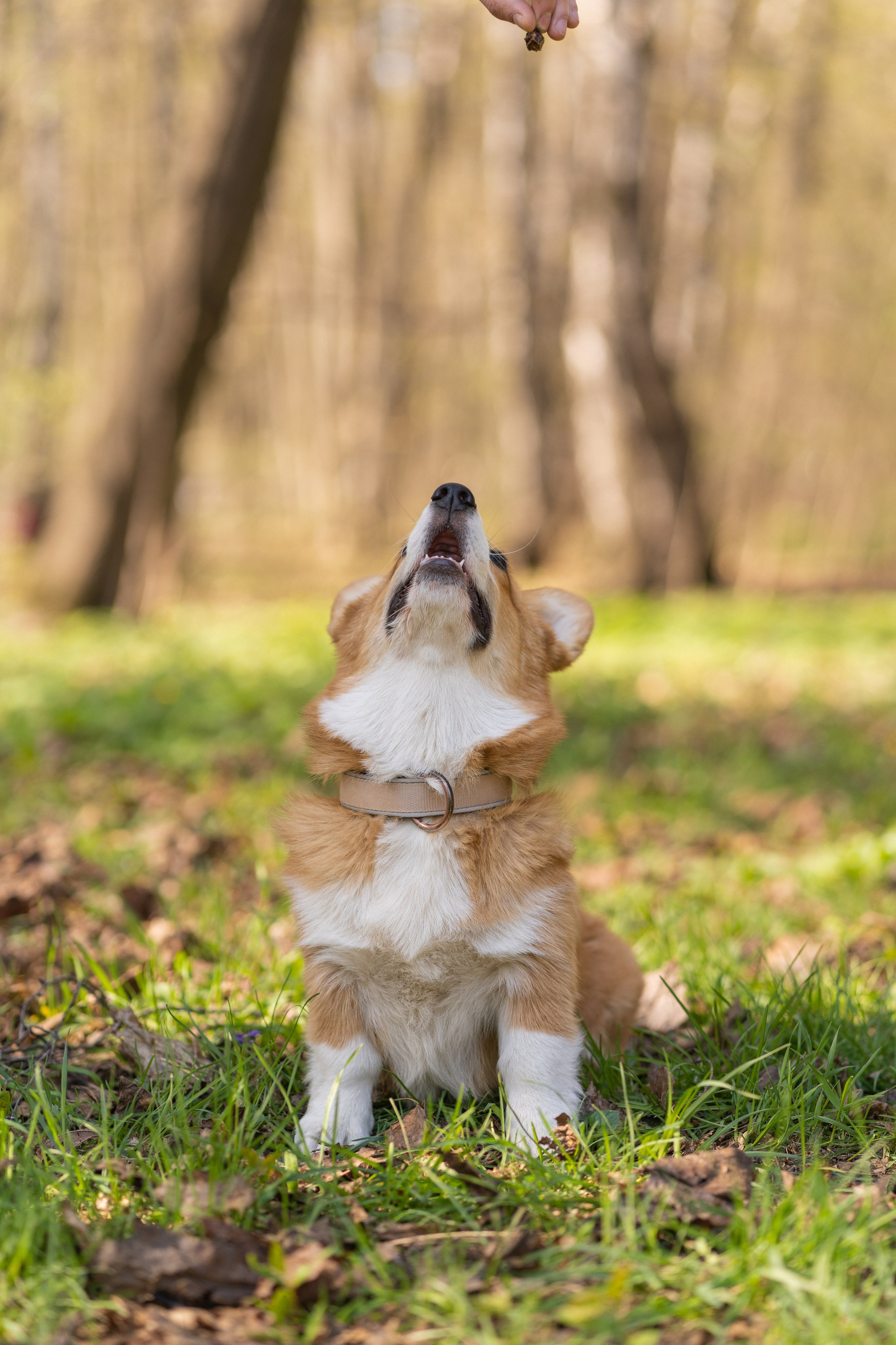 Саша, Настя, Луна. Свадебный фотограф в Москве Анна Полушина