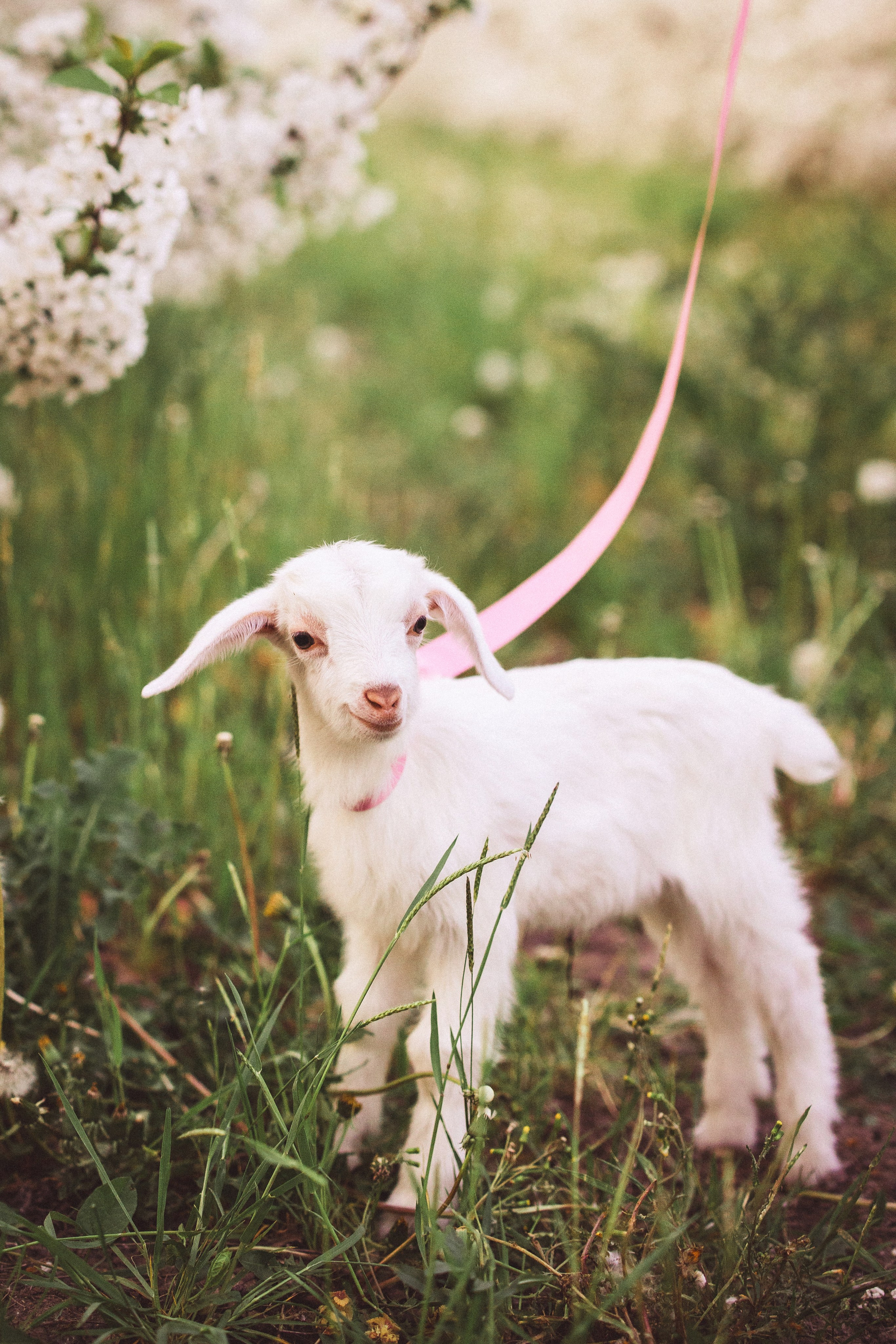 Фотосессия в цветущем саду с козочкой. Семейный и детский фотограф в Краснодаре Анна Трашкова