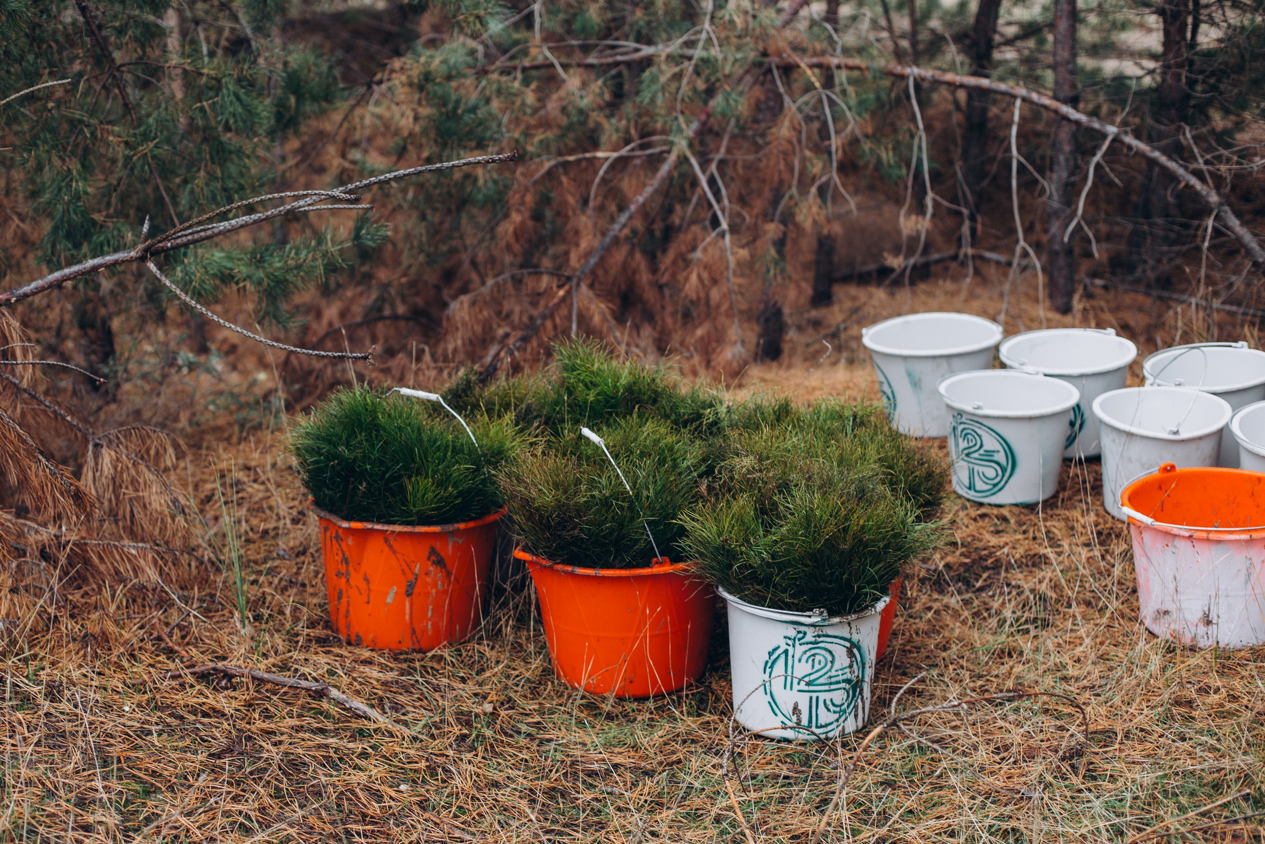 Посадка деревьев в Усть-Донецком районе. Артём Панфилов — Свадебный и семейный фотограф в Ростове-на-Дону
