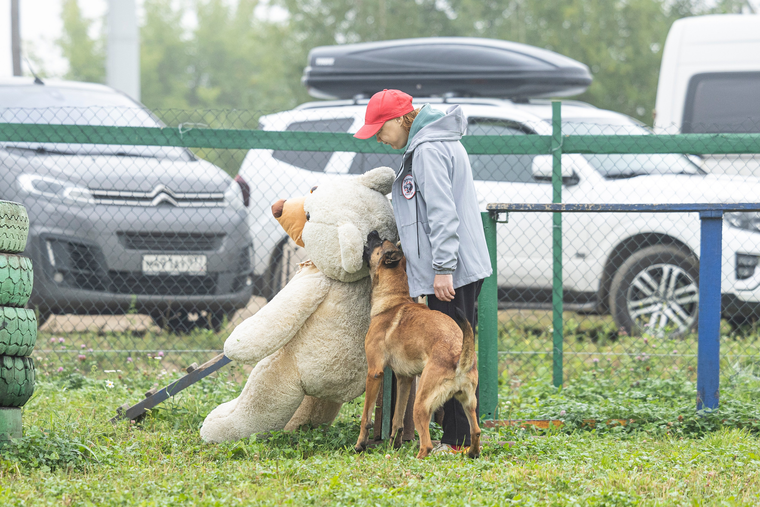 Соревнования по Мондьорингу г. Вологда 10-11.08.2024. Фотограф-анималист Анна Маринич