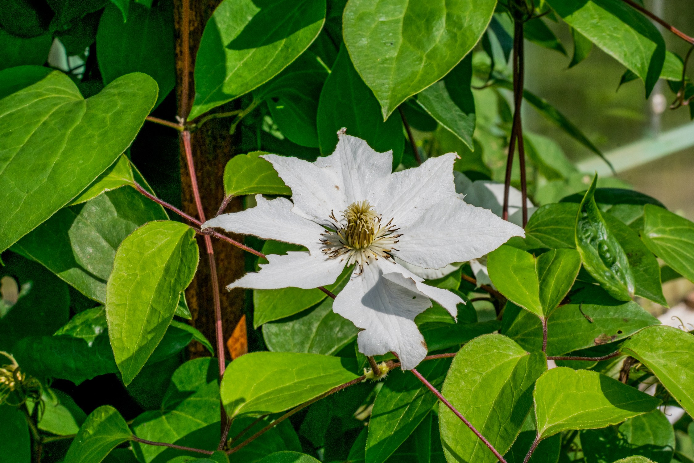 Антон Курдюмов фотограф в Хабаровске Рина Курдюмова фото27 foto27 Антон Дорофеев репортажный репортаж документалист Тони и Рина фотосоздатели Виноградники Хехцир 2024 Хабаровск виноград дикий фермер фермерство дачный сезон