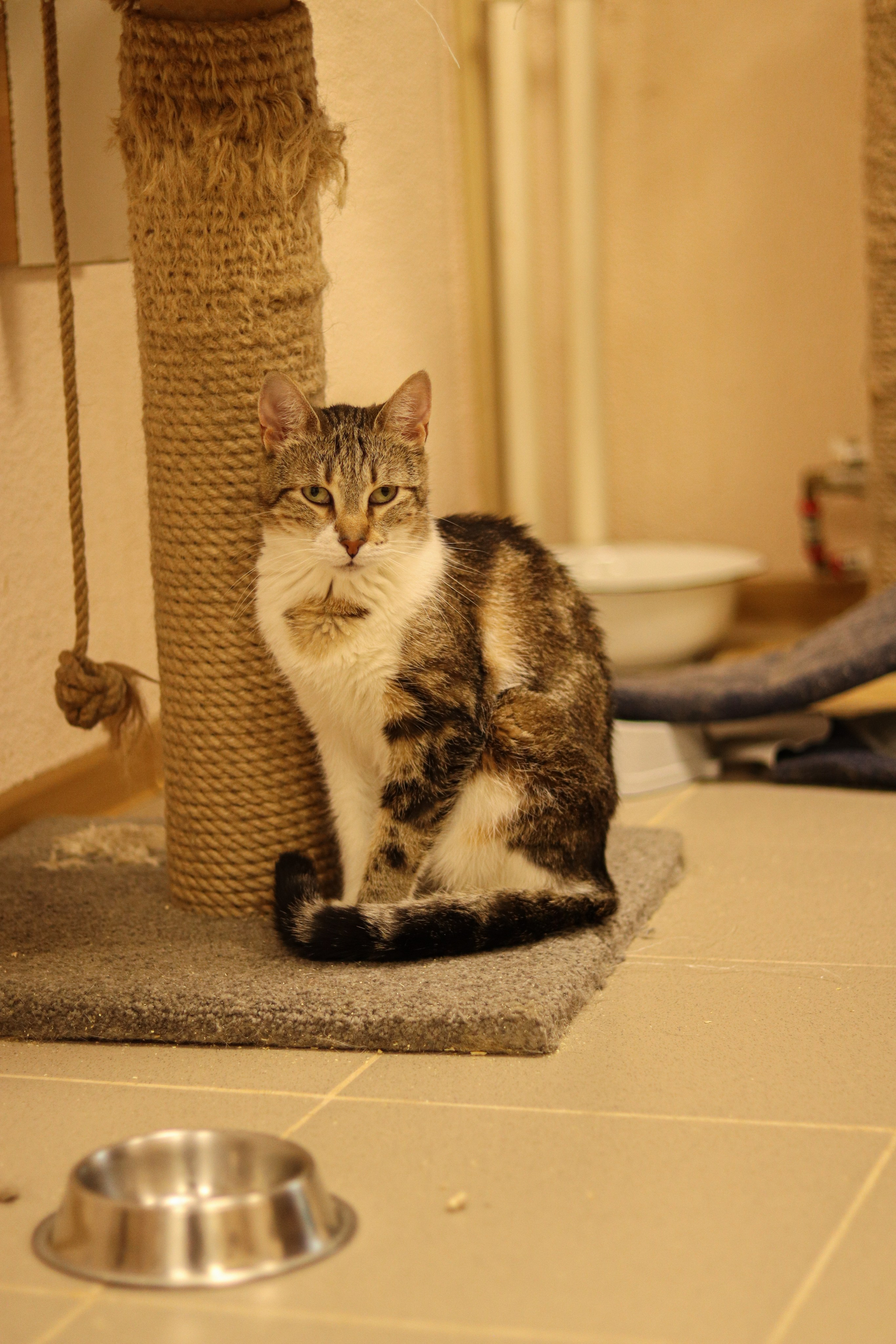 Петербургский дом кота (27 июня 2024). Ивентный фотограф в Санкт-Петербурге Олег Комков