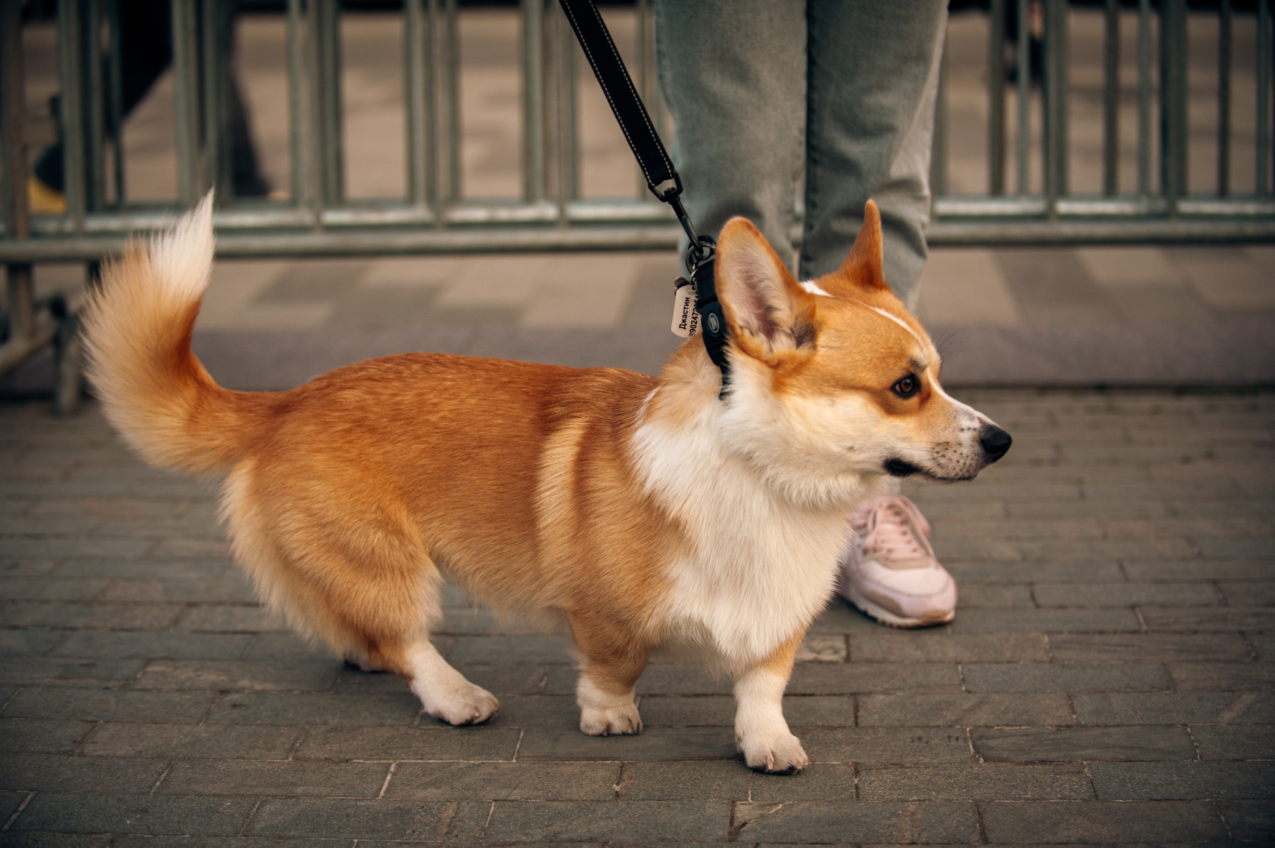 Студвесна в Перми. Фотограф в Новосибирске Полина Колмачевская
