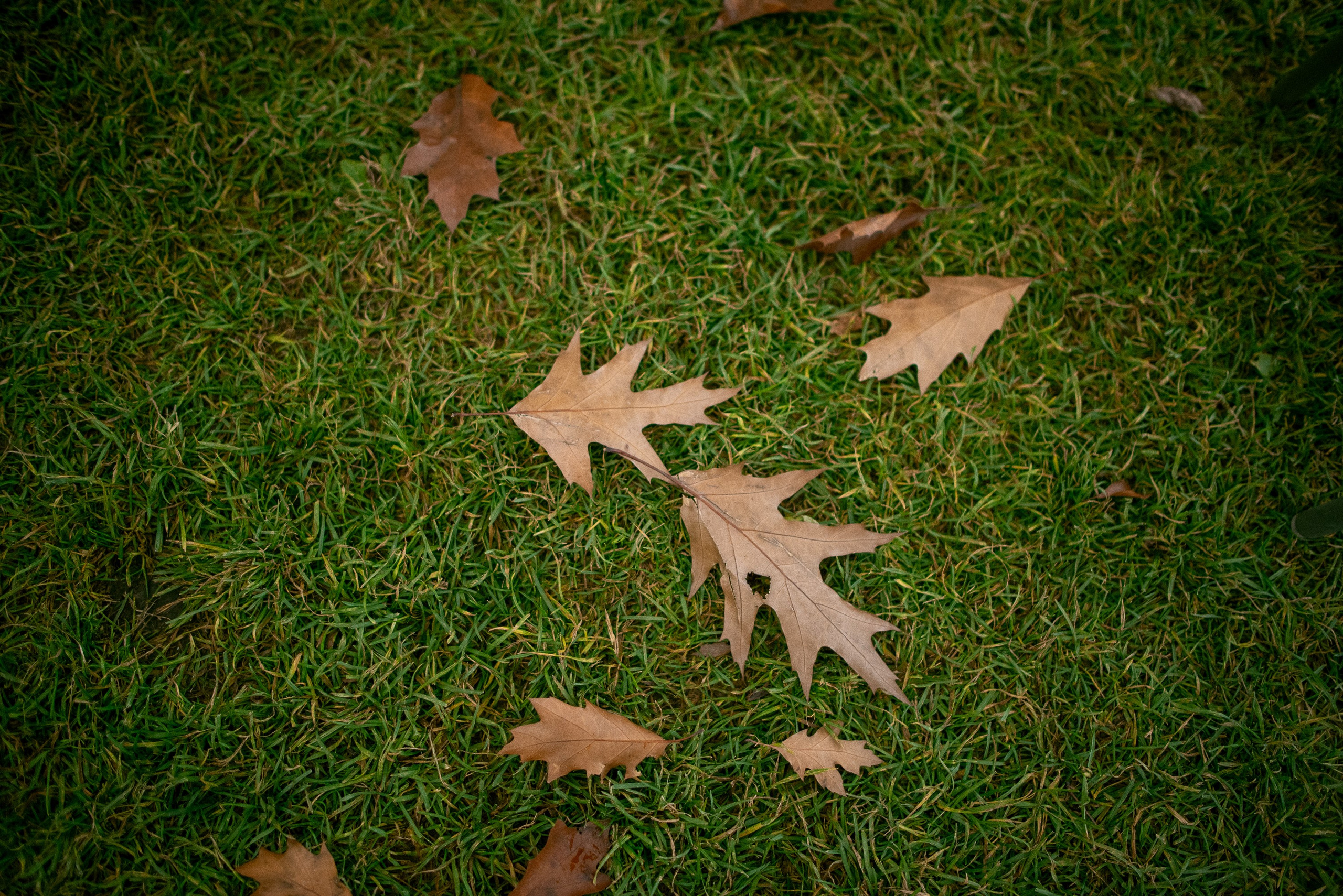 Walk in New Holland. Documentary family photography in Barcelona and beyond