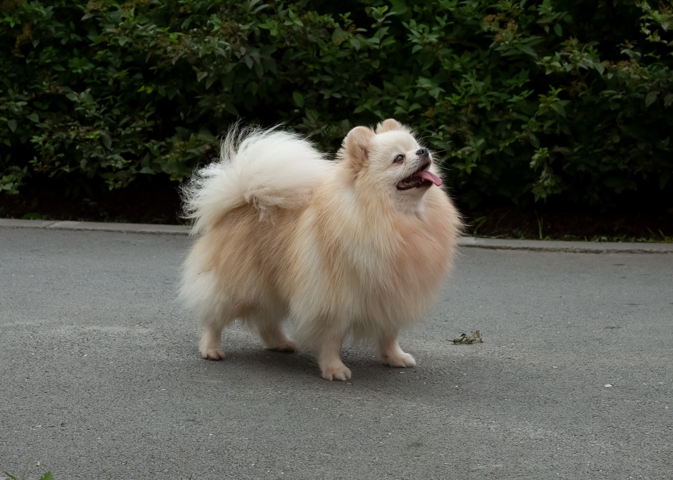 Фотосессия с животными. Фотограф в Барнауле Татьяна Чурикова