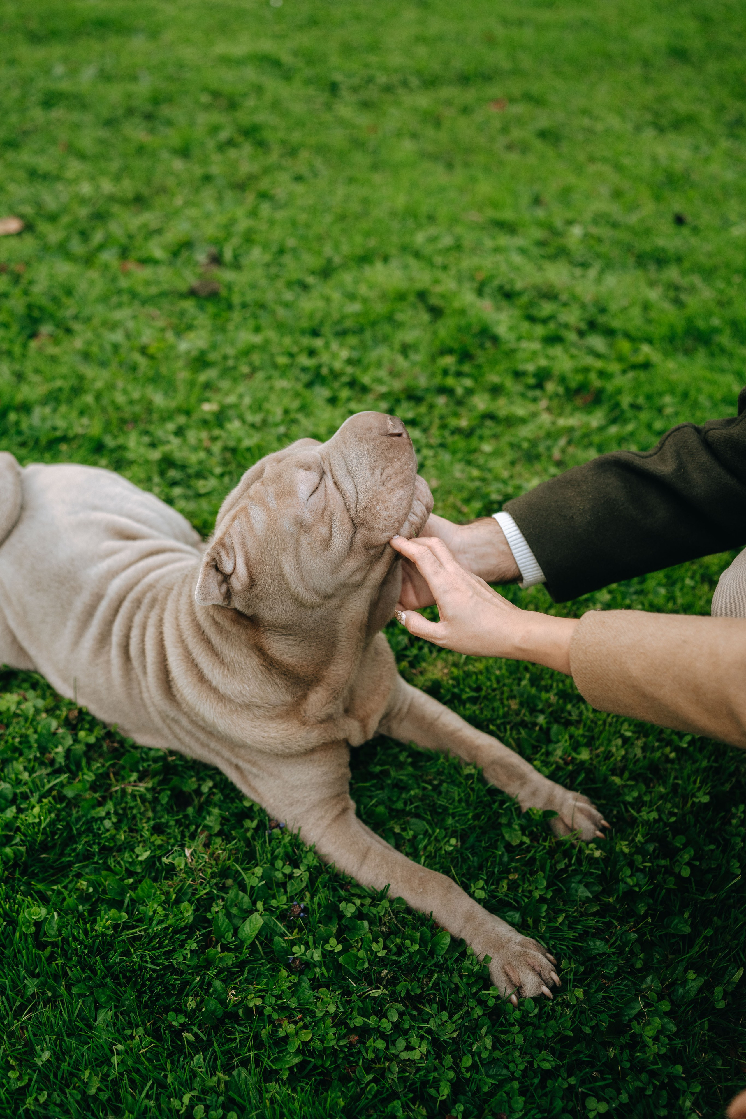 Laura & Jose + Gus 🐶. Photographe de Mariage Professionnelle — Genève & Suisse Romande | Tanya Creator