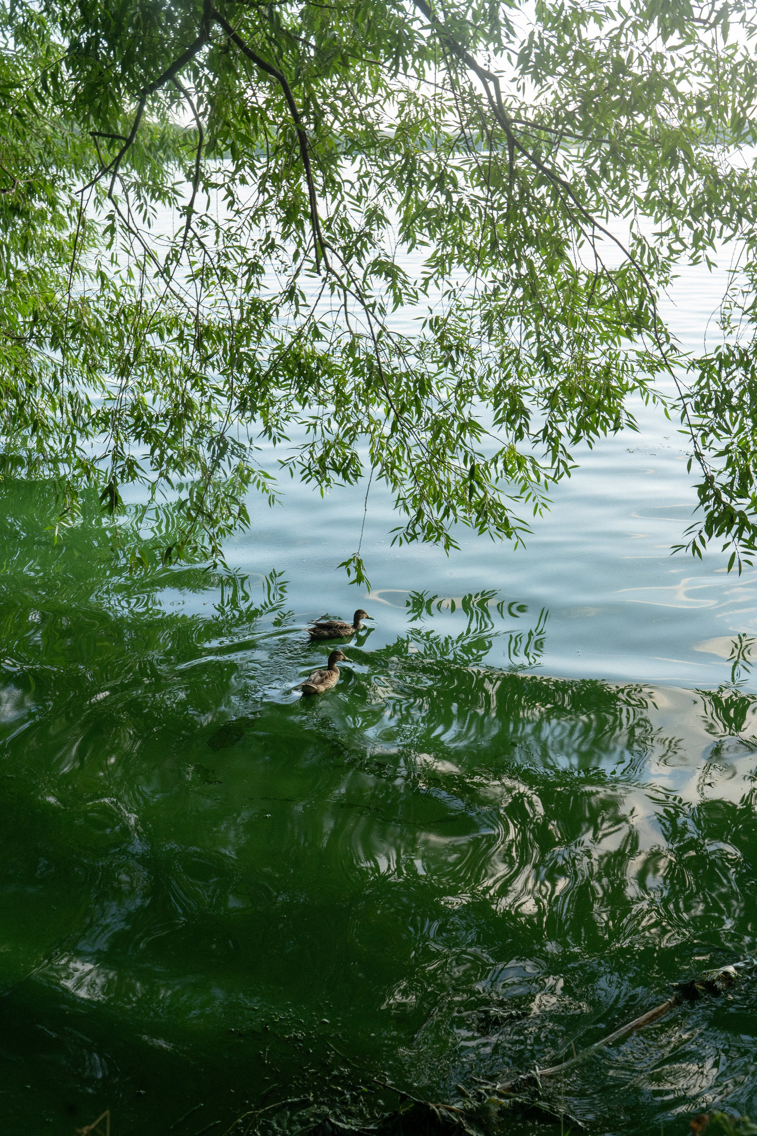 Кристина и Эфи. Фотограф анималист в Москве и Санкт-Петербурге Свиридова Анна