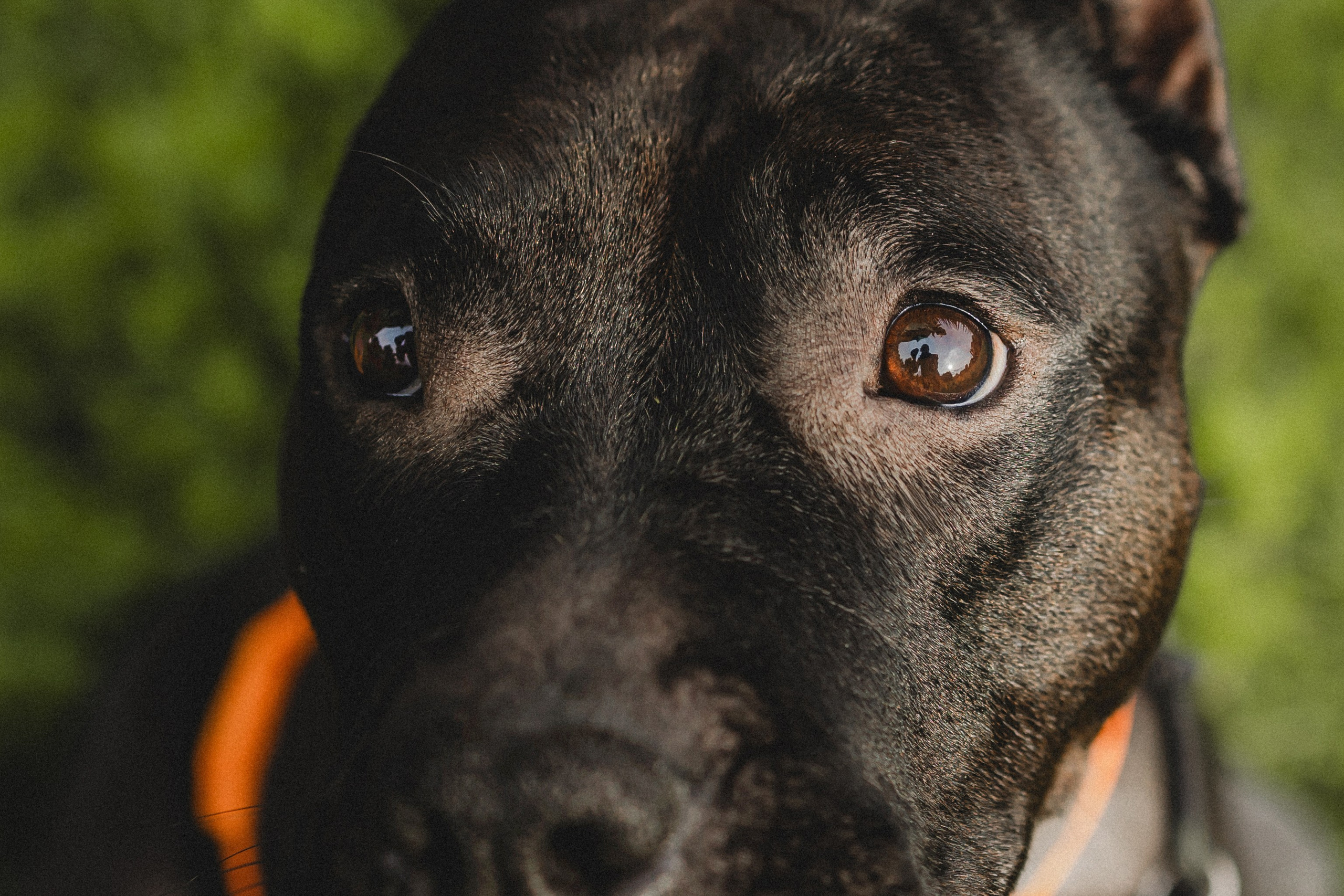 Паша, Хайди и Тея