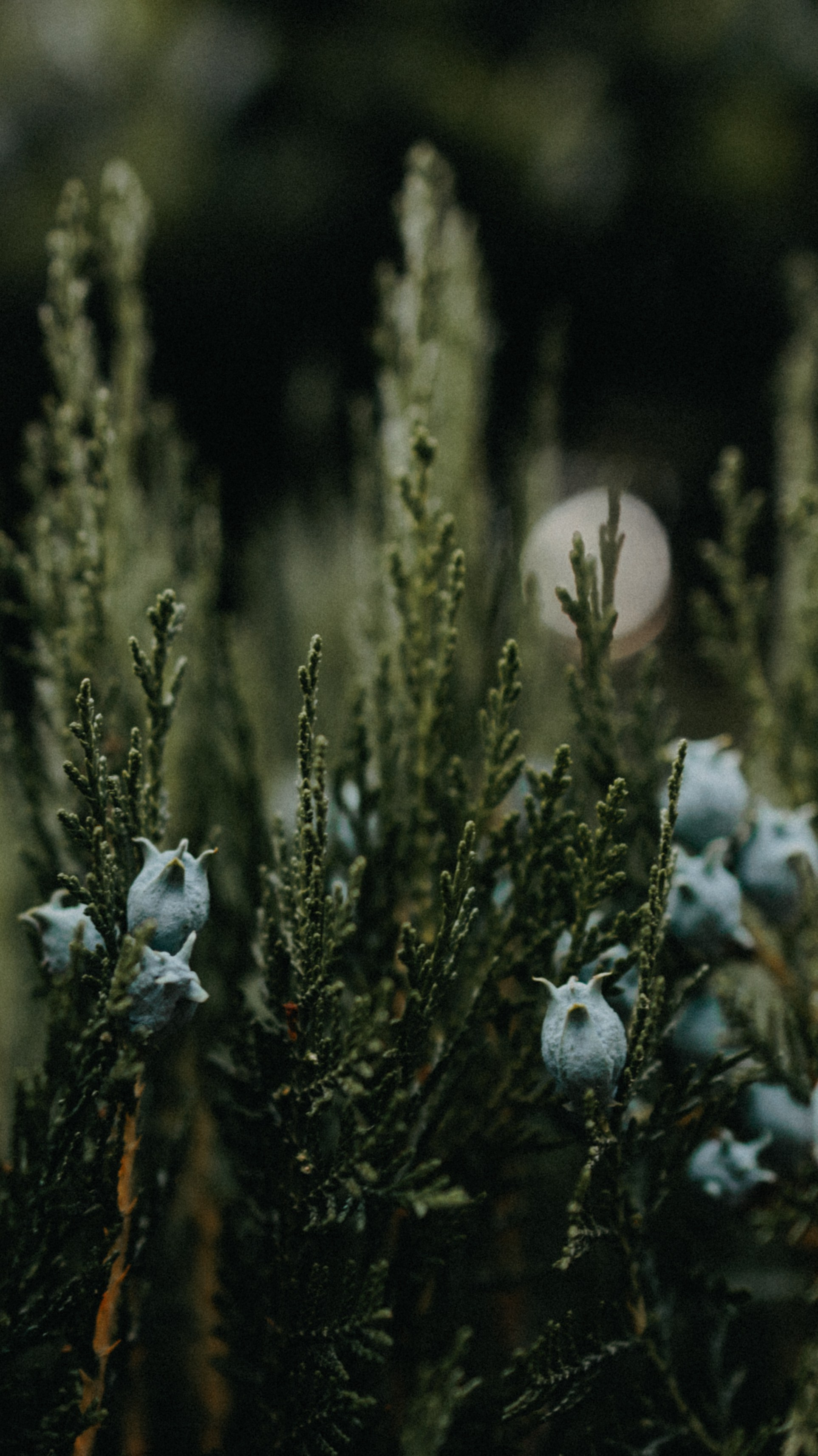 Заставки на телефон. Семейный фотограф в Белгороде