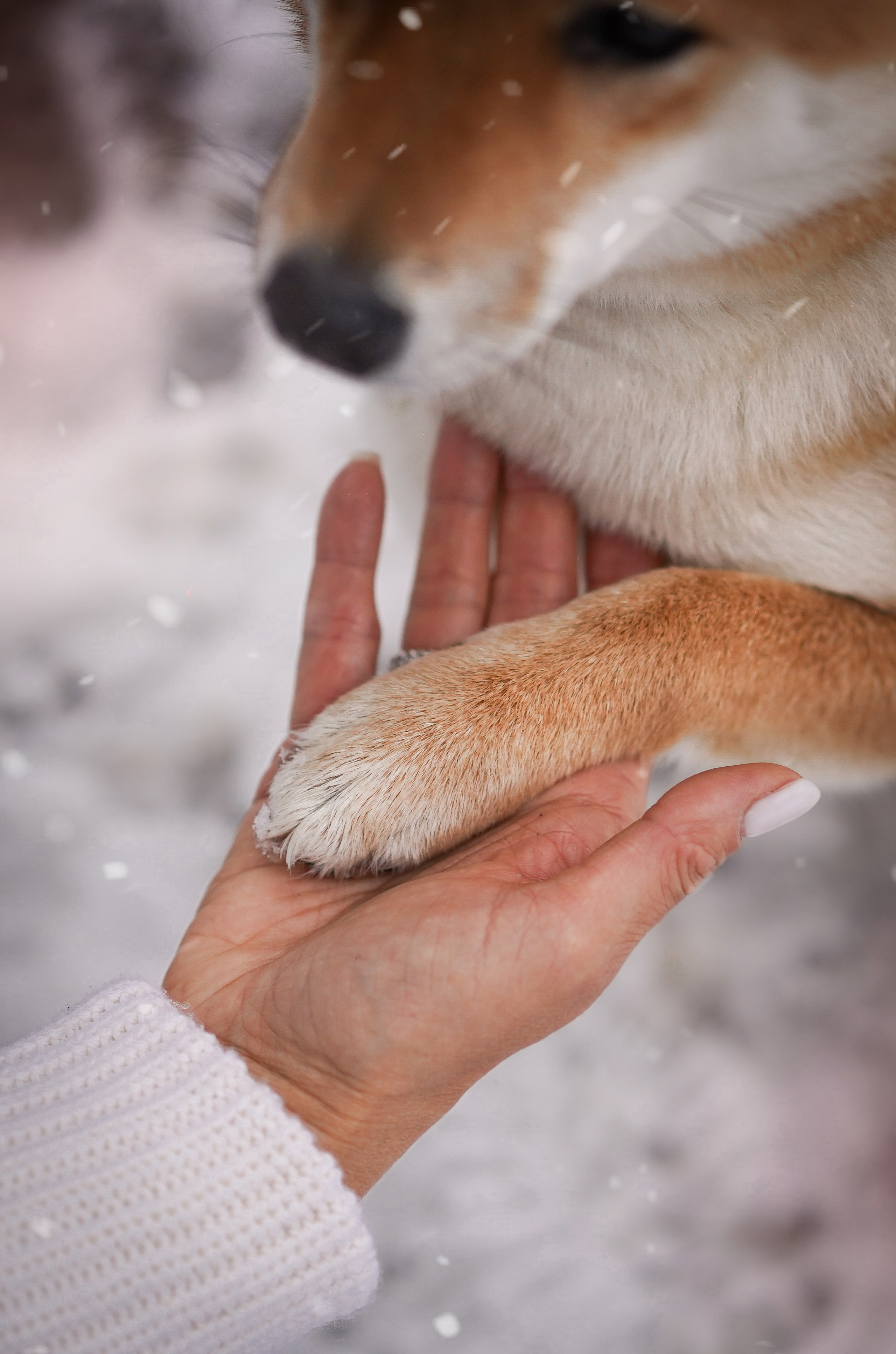Алина и Юми. Фотограф-анималист в Санкт-Петербурге Яна Мартынова