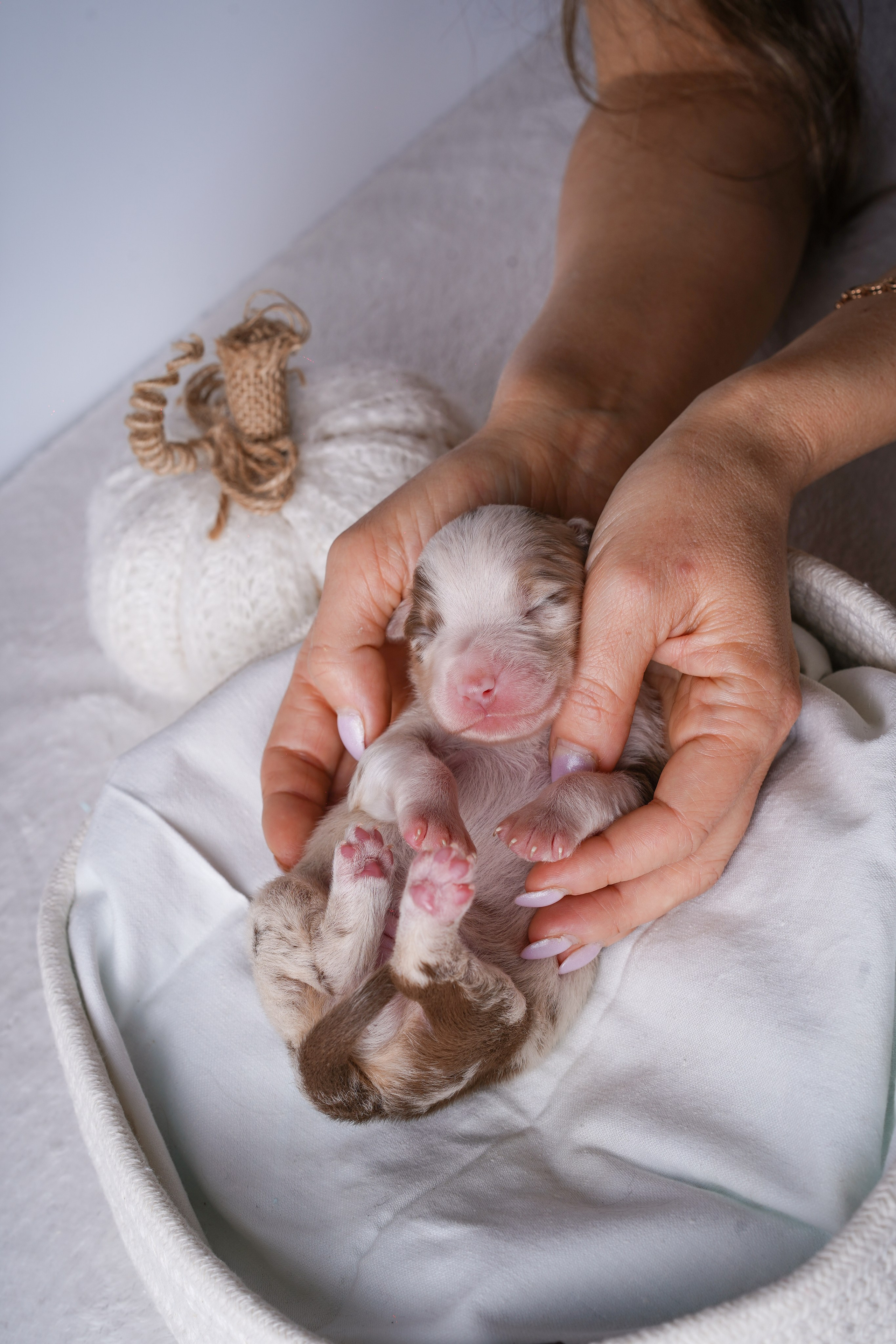 Щенули аусси. Фотограф-анималист в Санкт-Петербурге Яна Мартынова