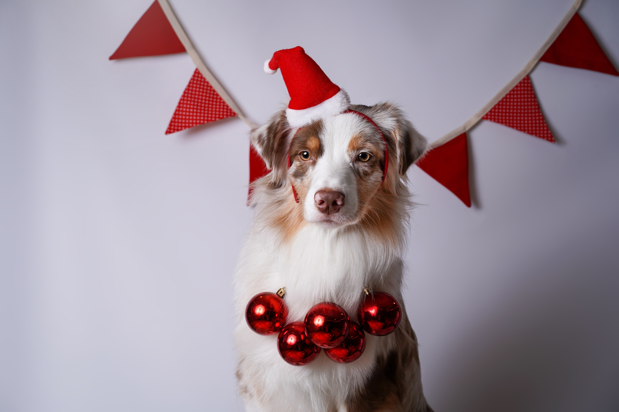 Панда Сэм и Маффин. Фотограф-анималист в Санкт-Петербурге Яна Мартынова