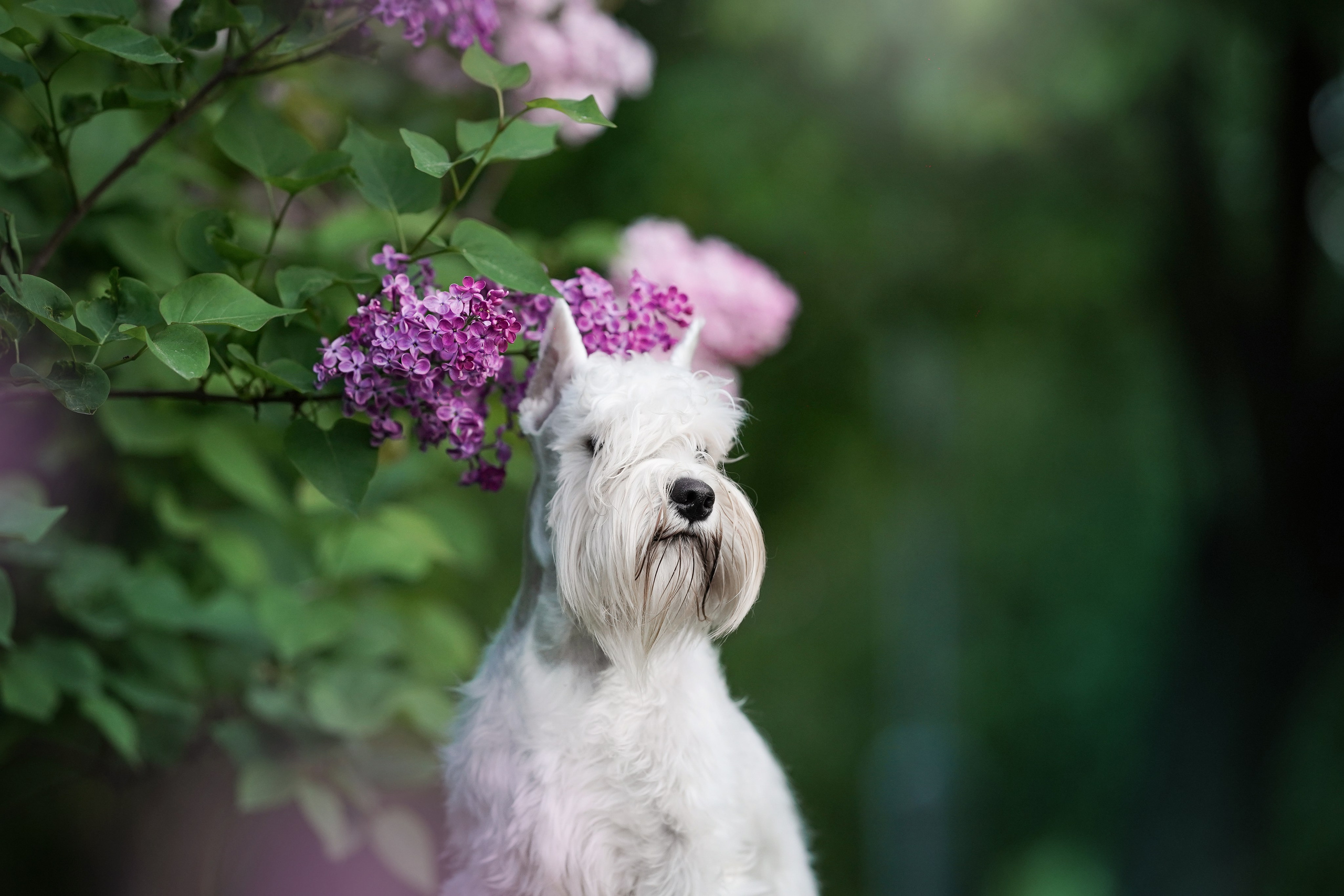 Оля и Доминик. Фотограф-анималист в Санкт-Петербурге Яна Мартынова