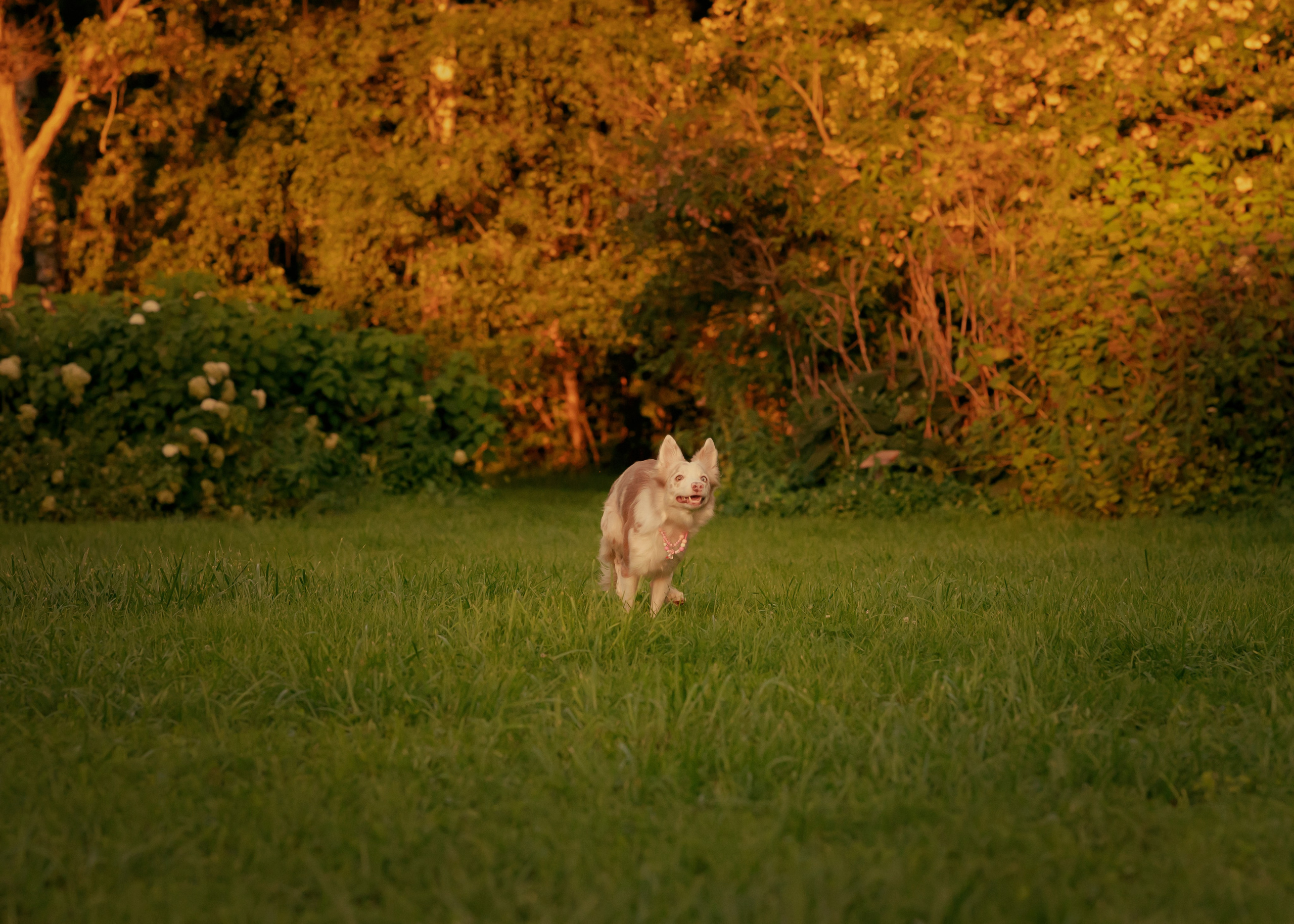 Вэй. Фотограф- анималист Александра Матвеева