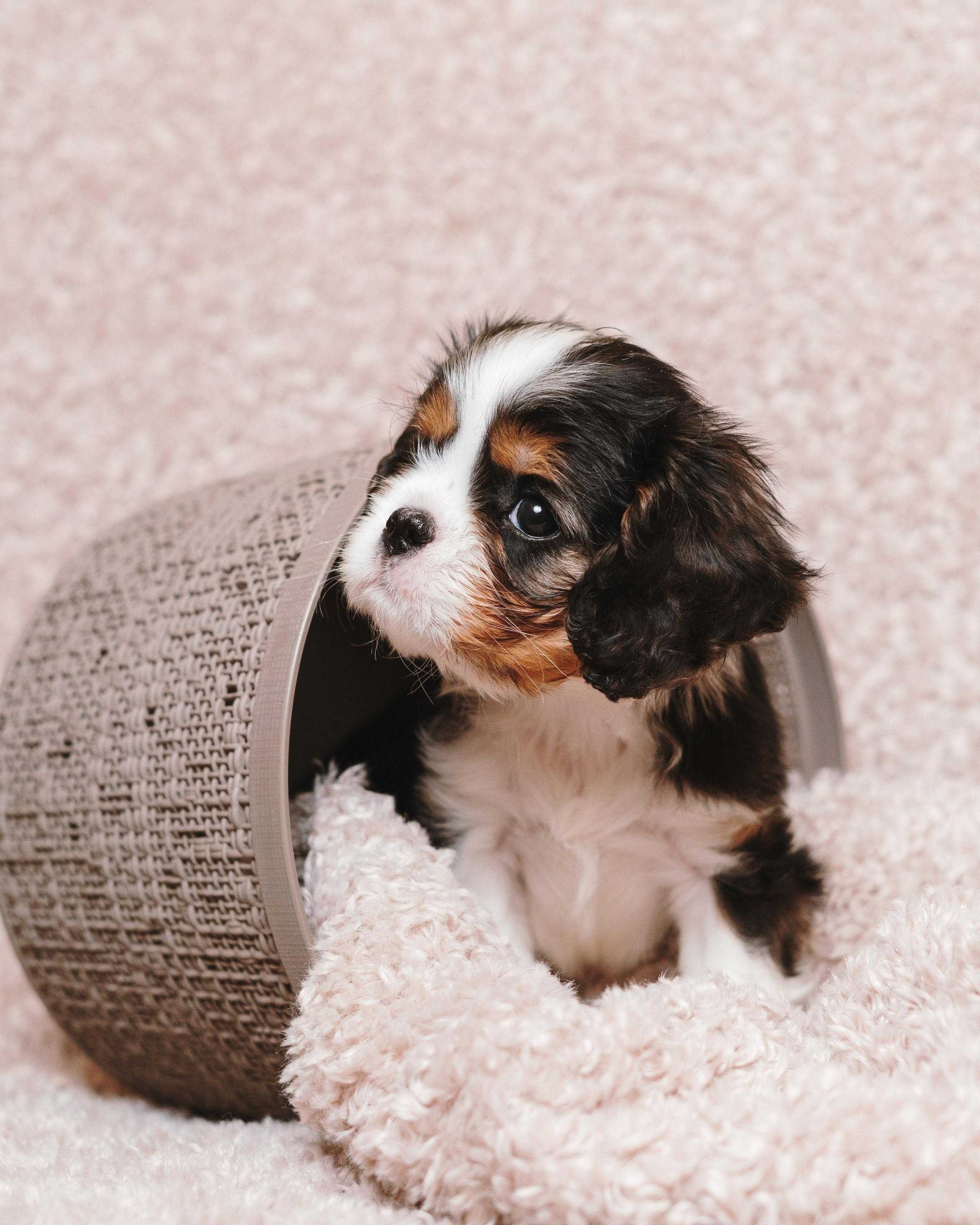 ККЧС. Фотограф анималист Осипчикова Мария