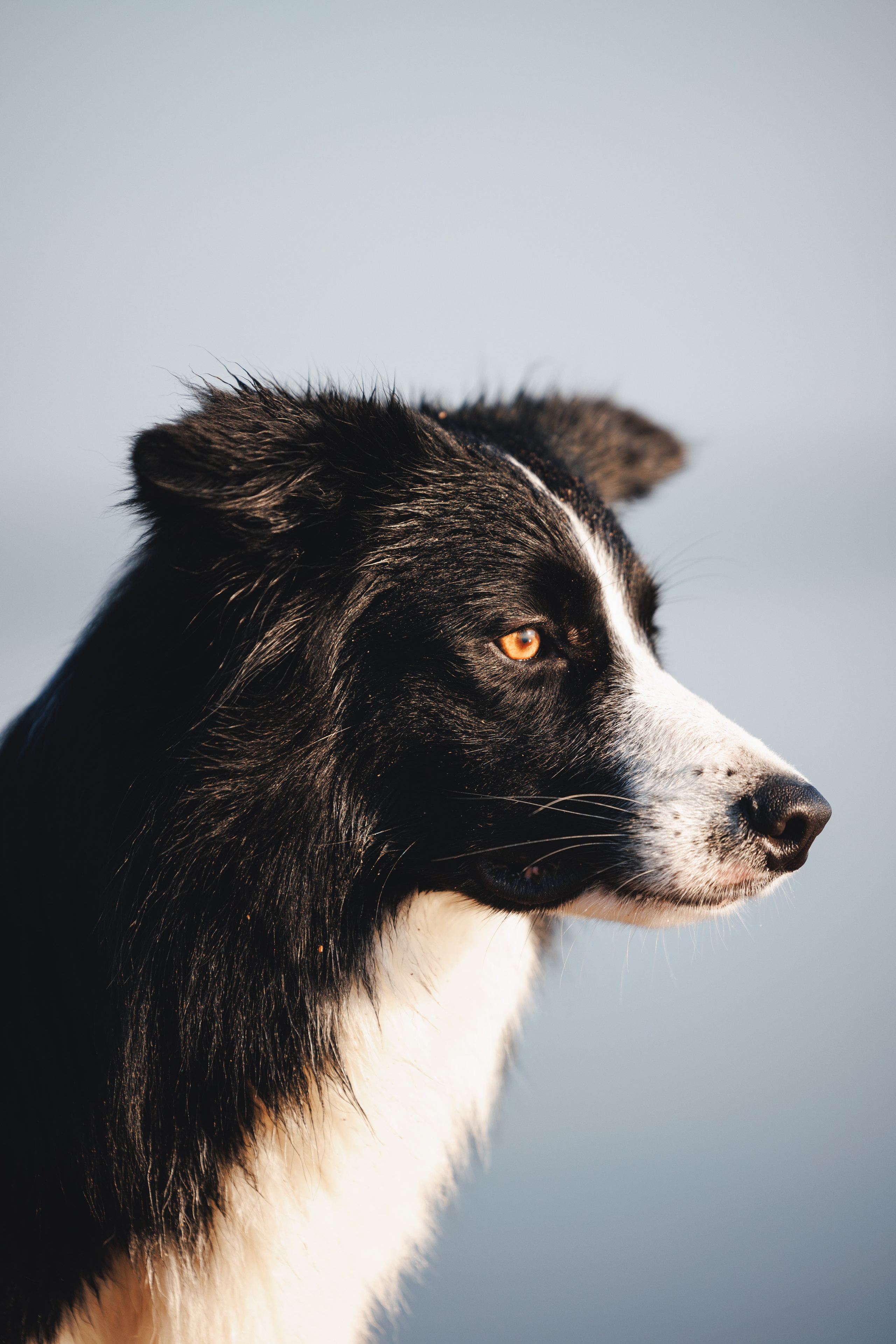 Токи, Янки, Лось, Мако и Рин. Фотограф анималист Осипчикова Мария