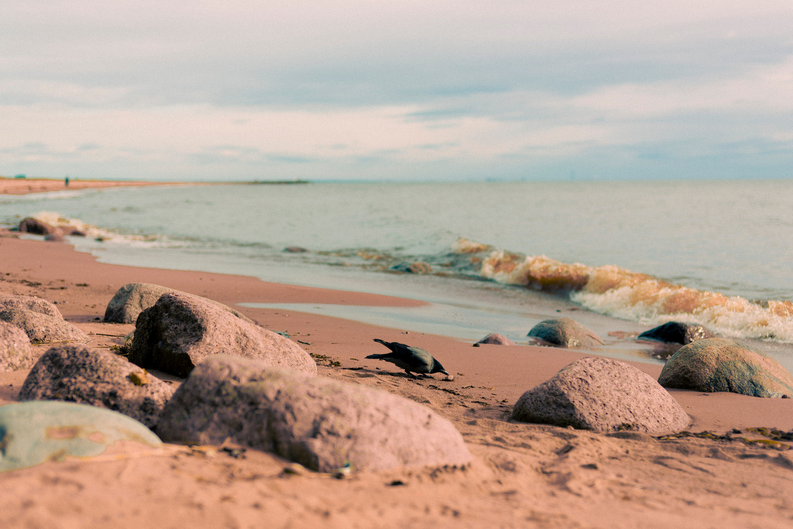 Из наблюдений. Плак или Квак