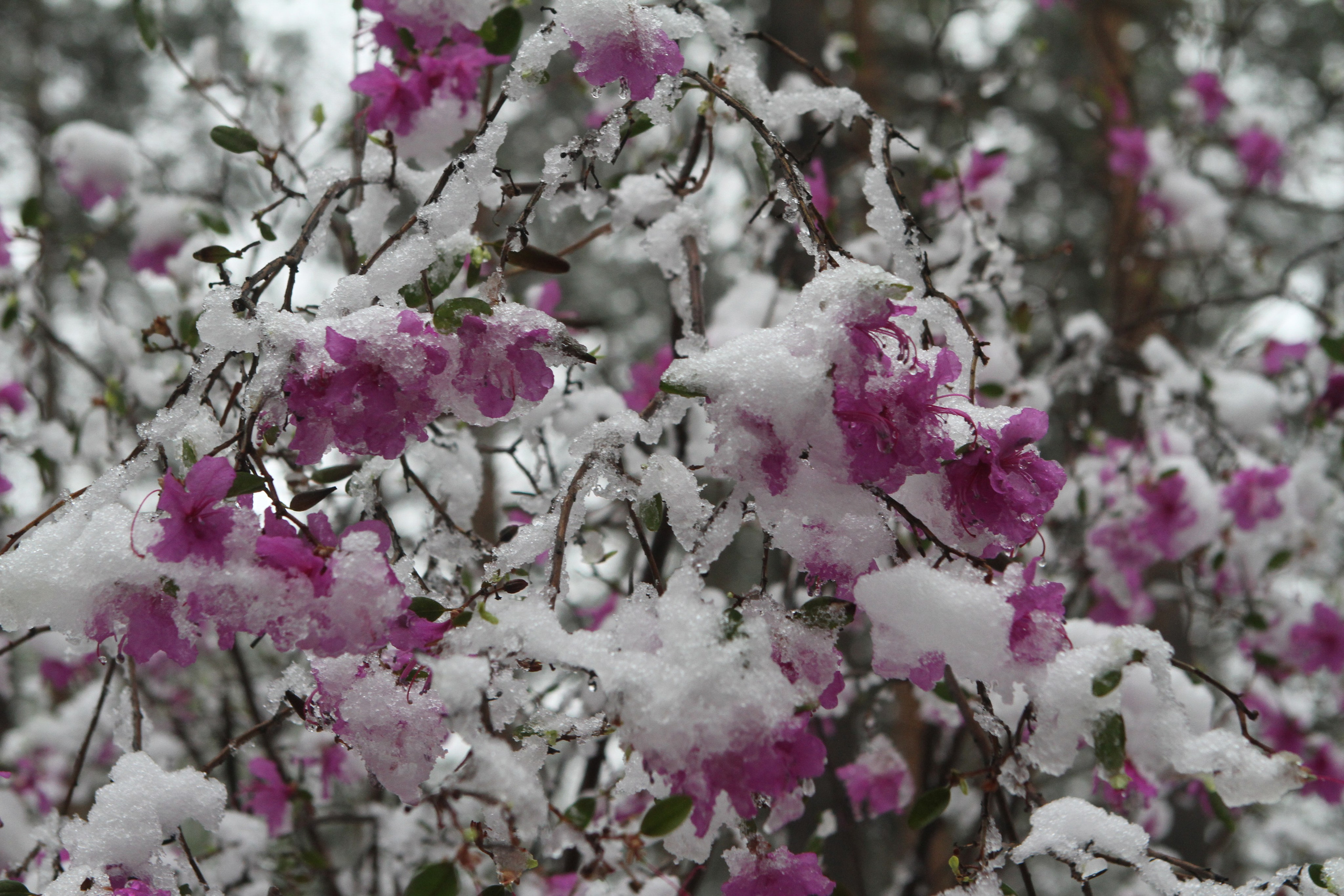 Фото Цветов. Студия Максима Белослюдцева