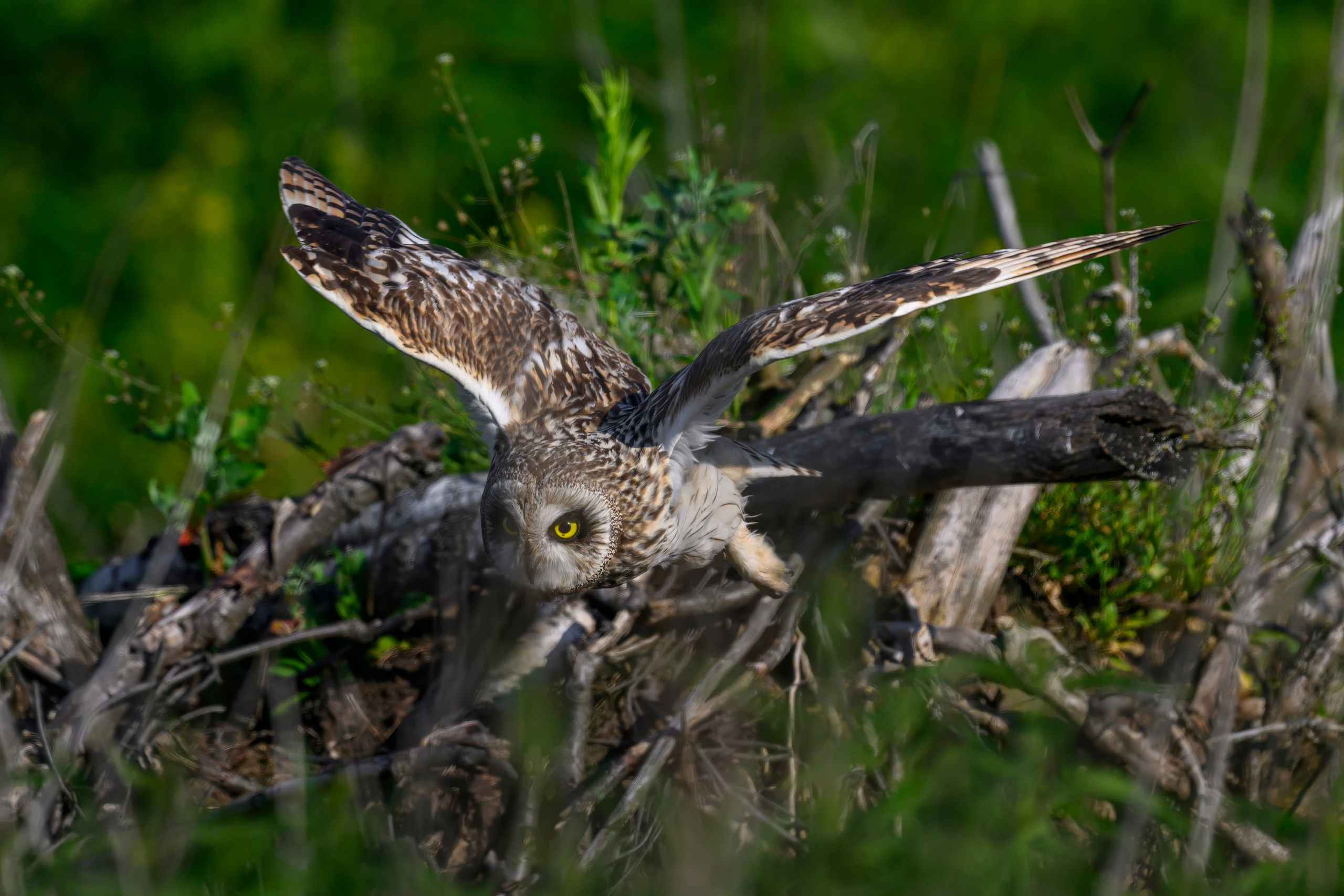 Совы и веретенники. Фотограф Сергей Пупонин