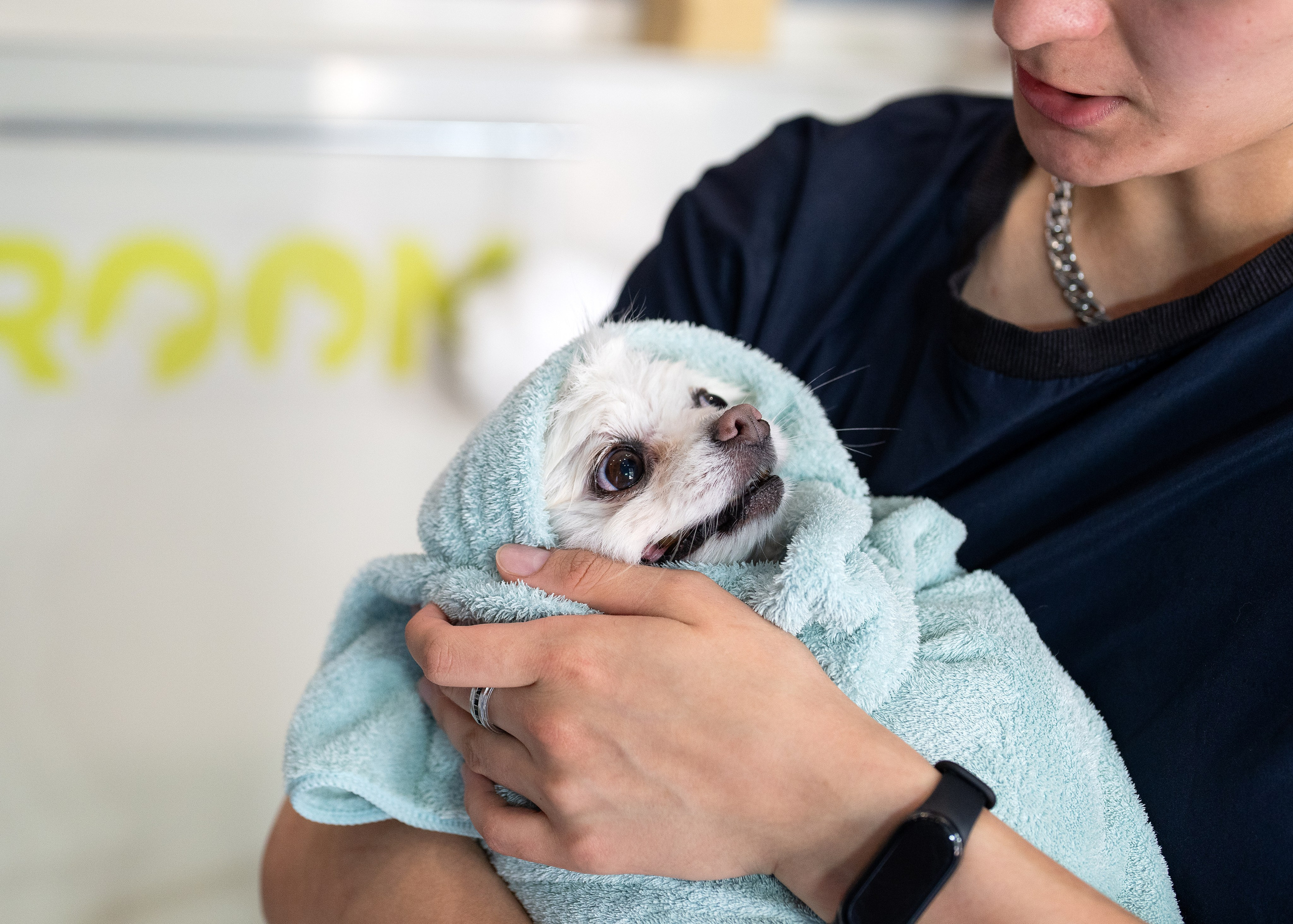 Фотограф анималист в Сочи — профессиональная съемка домашних животных. Профессиональная фотосъемка в Сочи: репортаж, предметная, ювелирная фотосъемка, недвижимость, фуд-фотография. Фотограф Александр Афанасьев