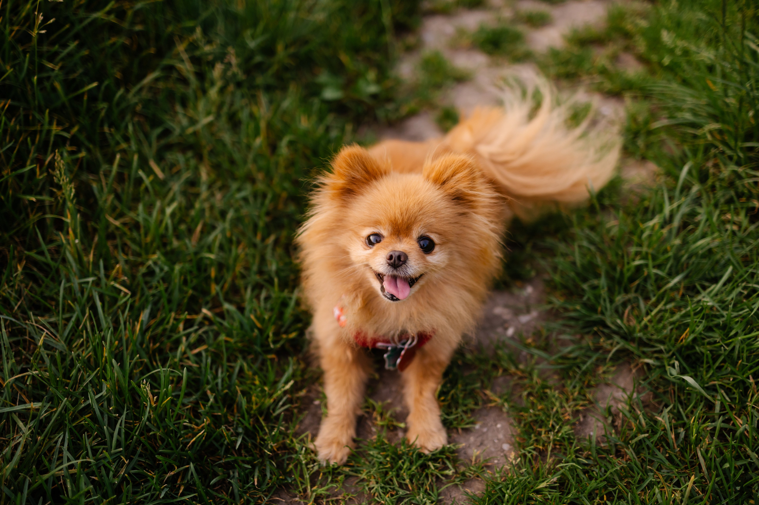 Hundeshooting / Hundefotografie. Fotografin in München Dasha Antipina