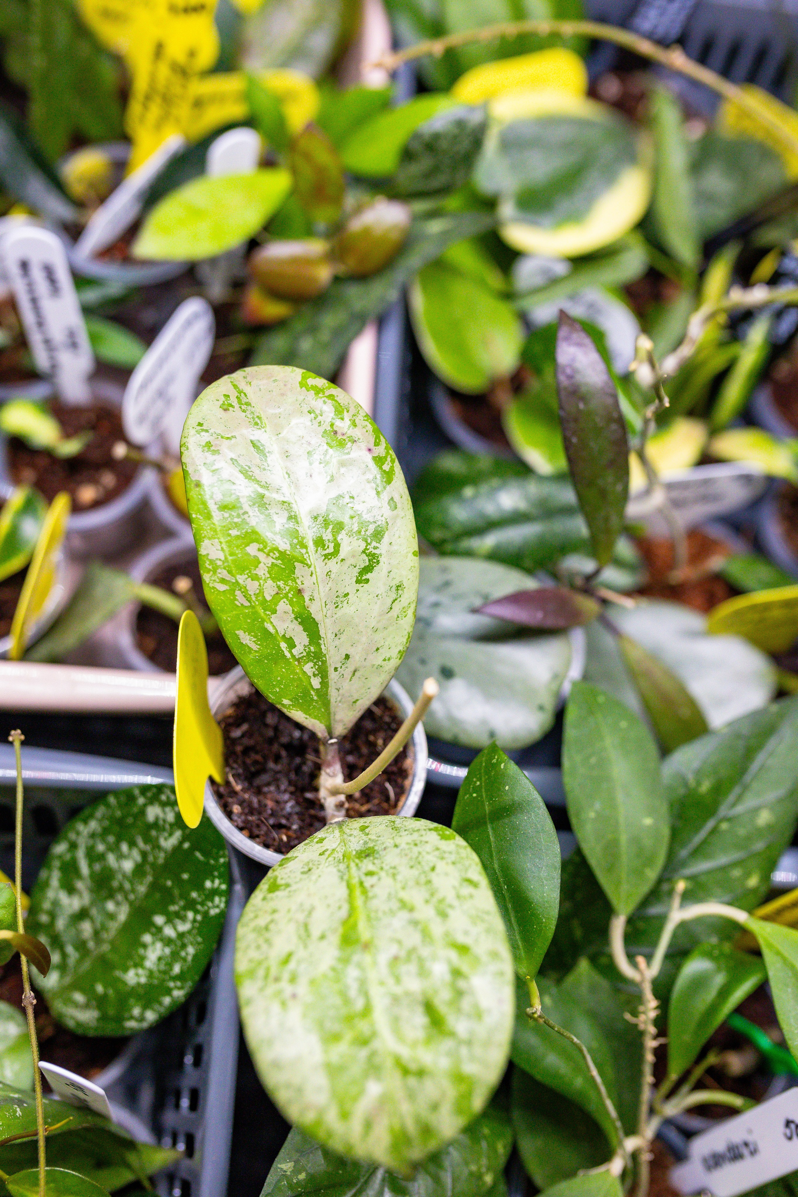 Орхидиум сентябрь 2025. Александра Куликова фотограф, Москва